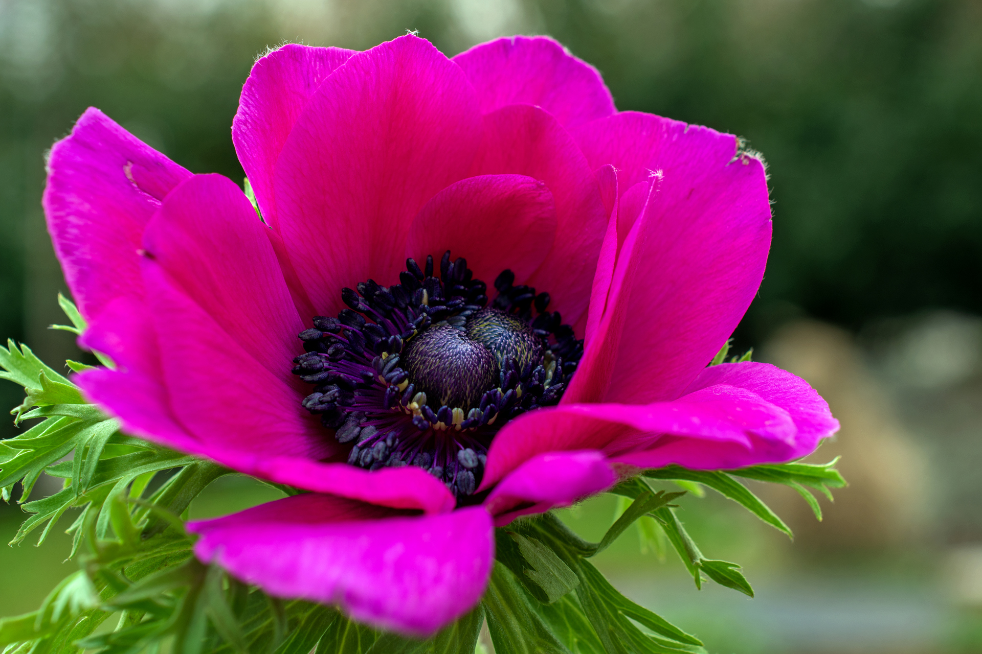 Anemone003 Anemone003