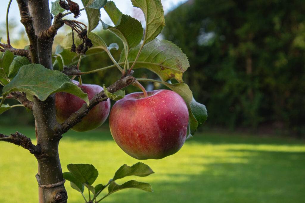 Apfel025