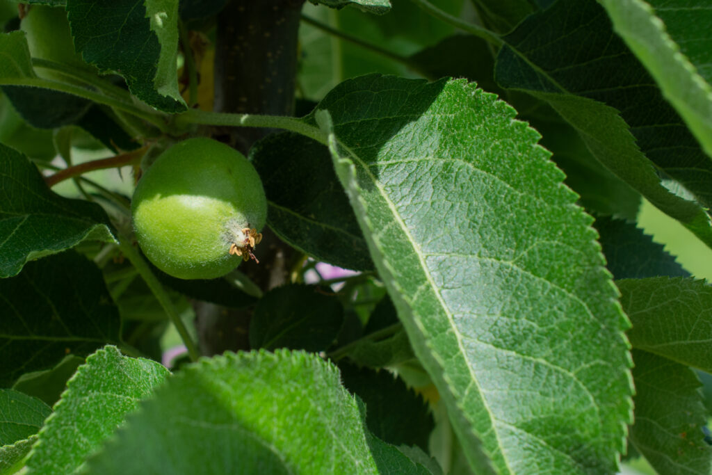 Apfel029