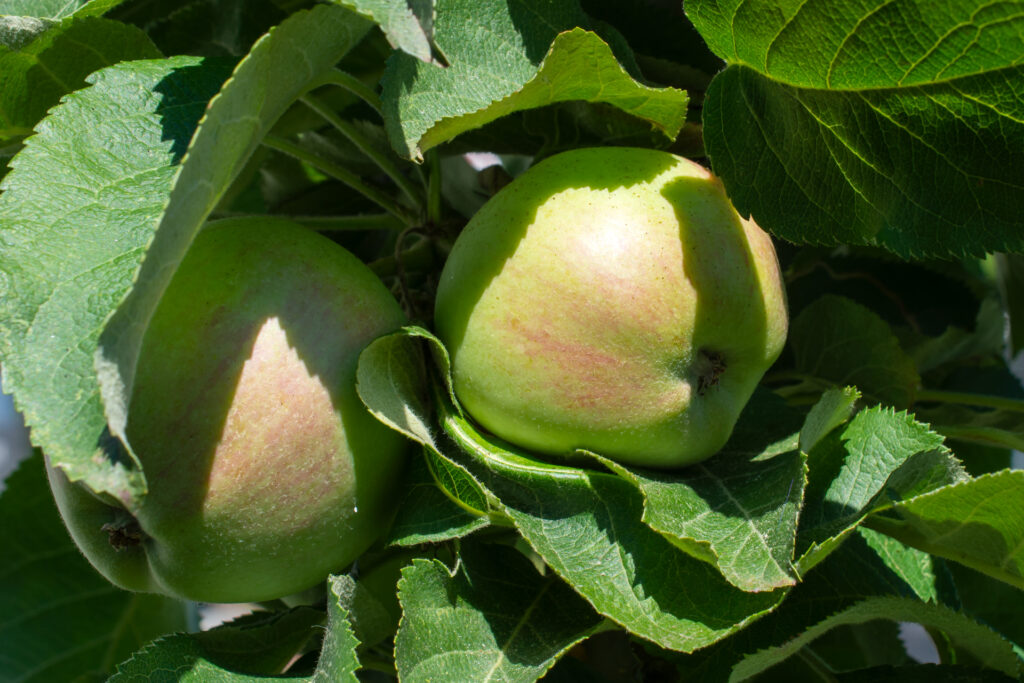 Apfel032