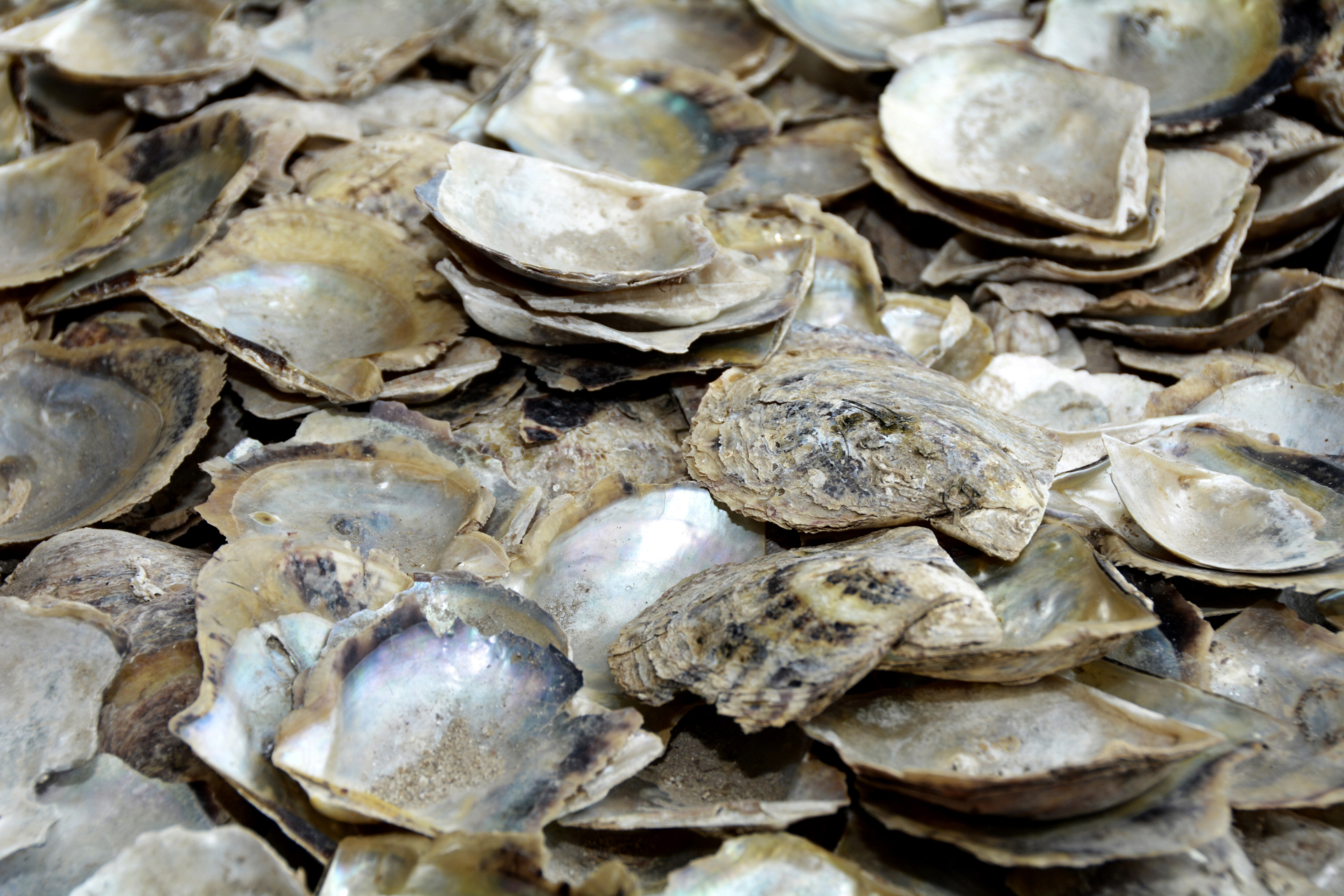 Austern001 Austern001