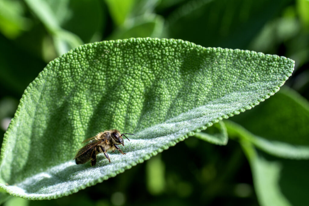 Bienen024