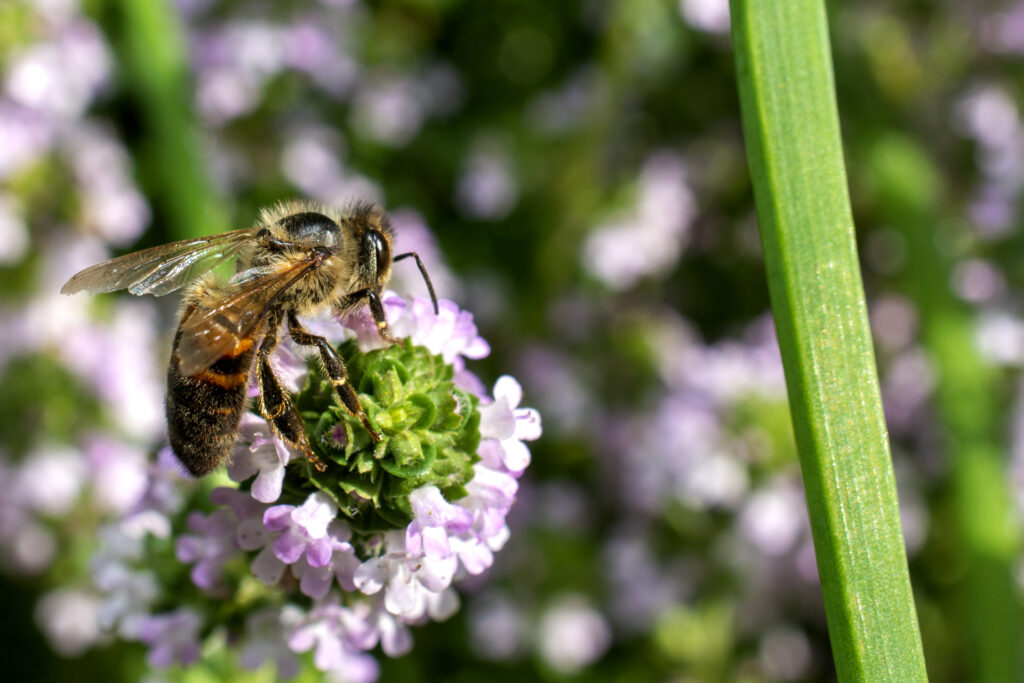 Bienen025