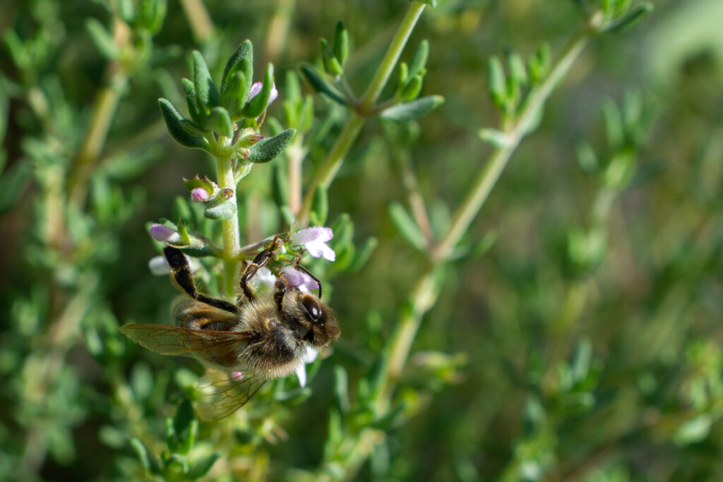 Bienen026