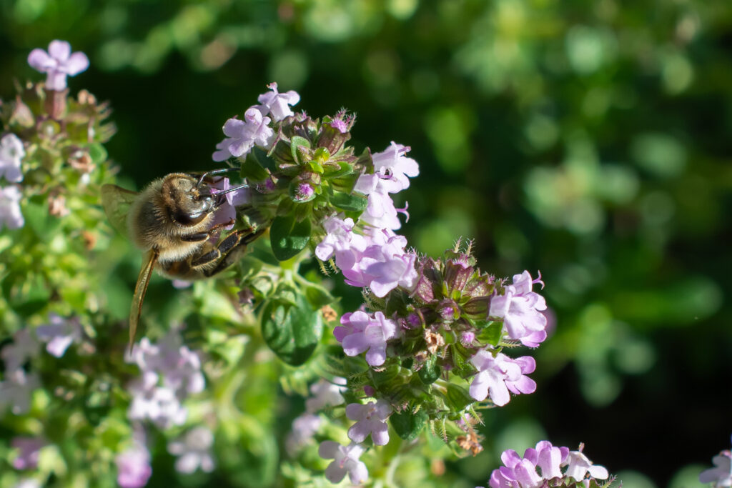 Bienen028