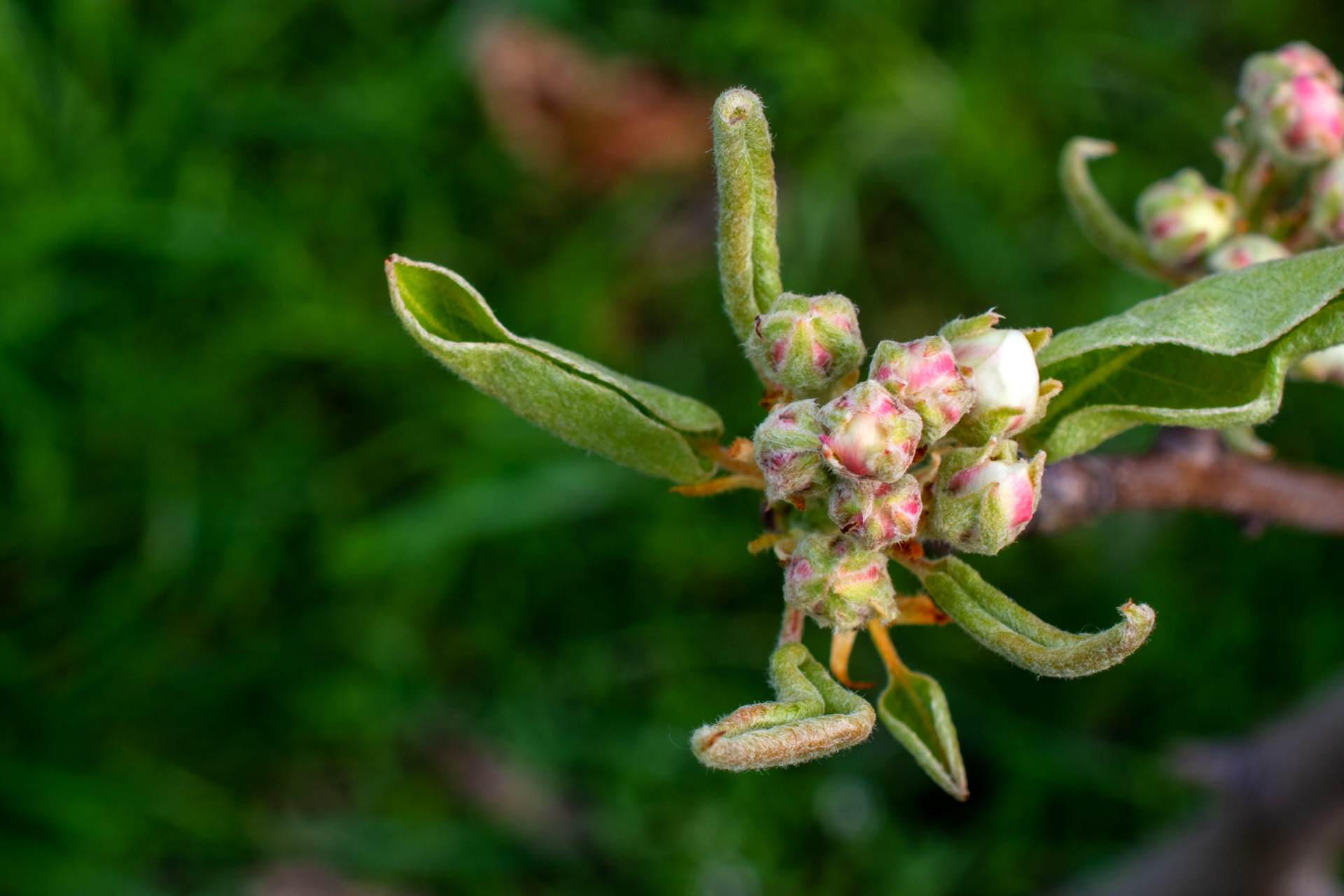 Birnenblüten003 Birnenblüten003