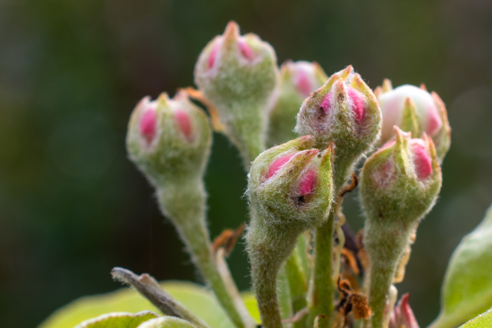 Birnenblüten004 Birnenblüten004