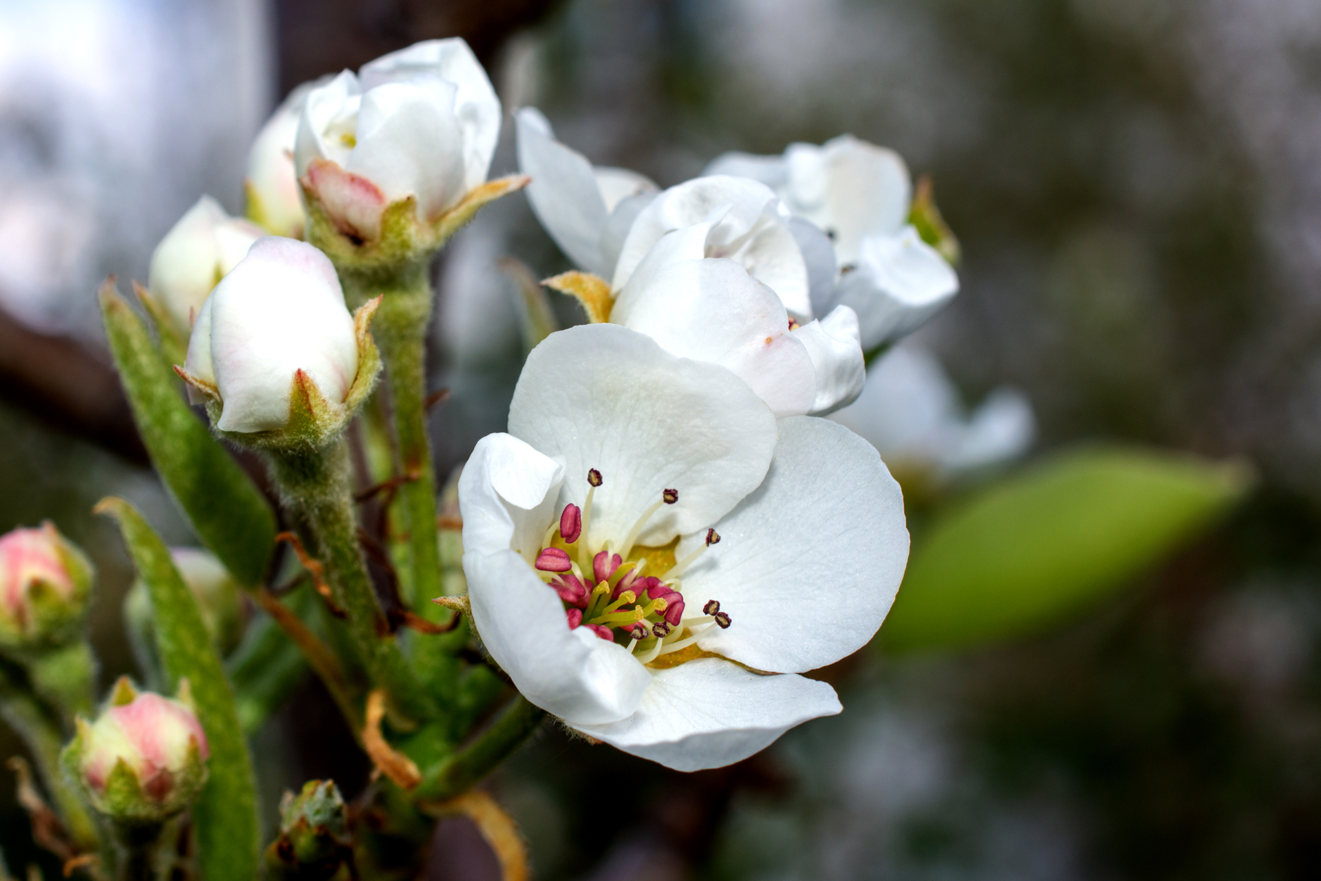 Birnenblüten005 Birnenblüten005