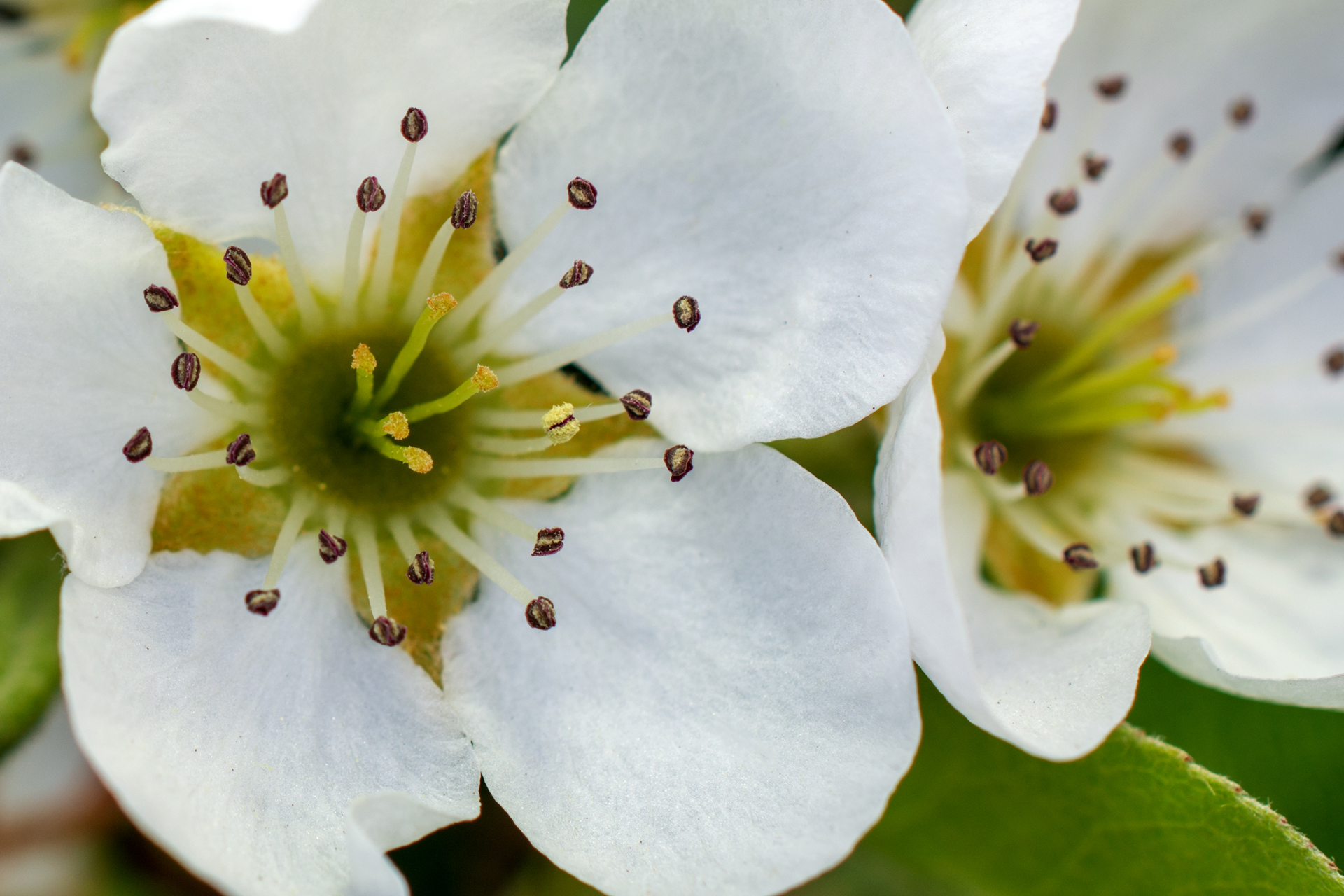 Birnenblüten009 Birnenblüten009