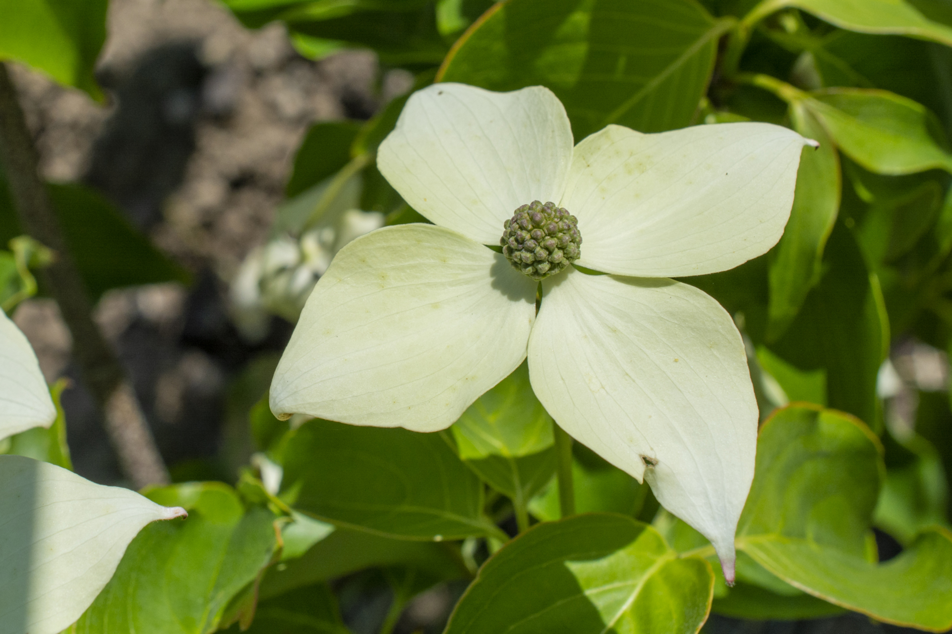 Bluetenhartriegel001 Bluetenhartriegel001