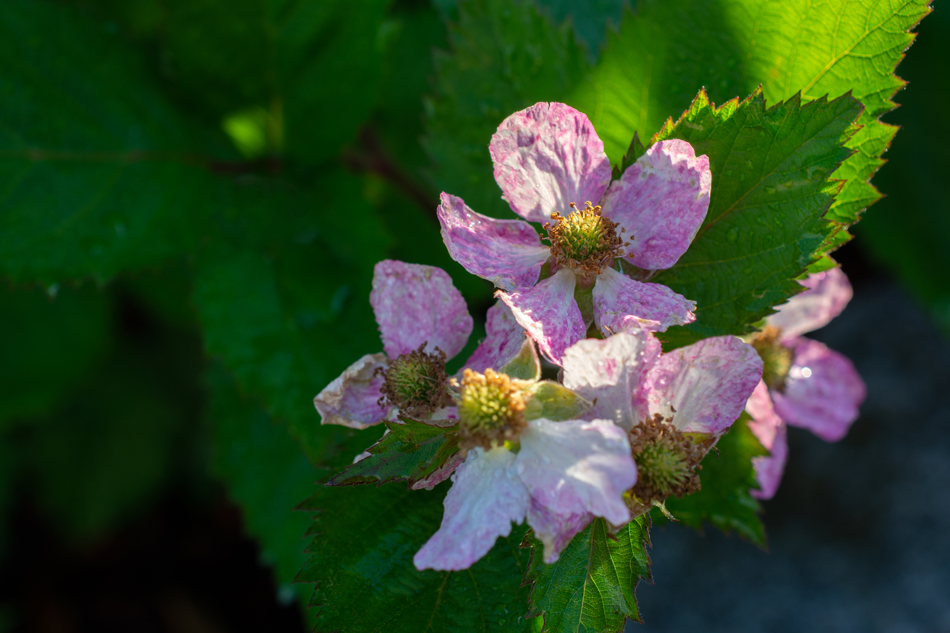 Brombeerblüten001 Brombeerblüten001