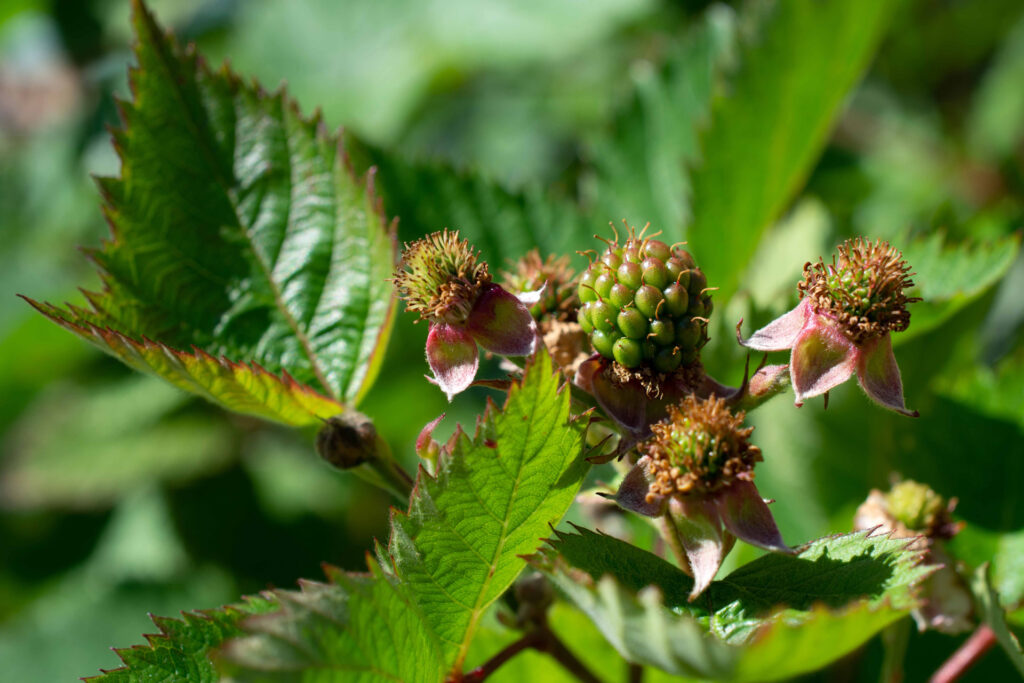 Brombeeren004
