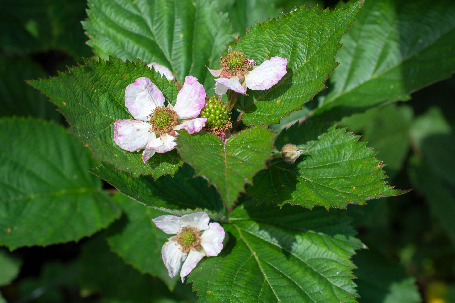 Brombeeren006 Brombeeren006