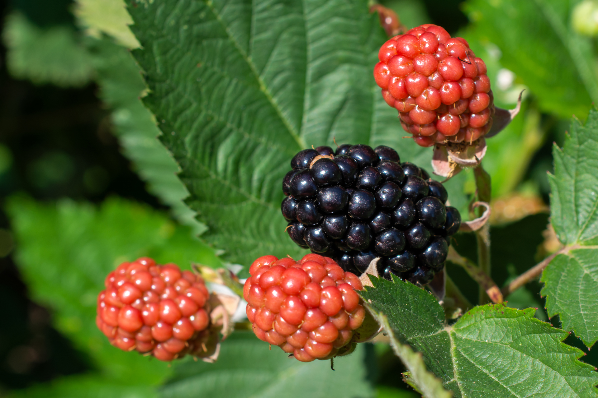 Brombeeren011 Brombeeren011