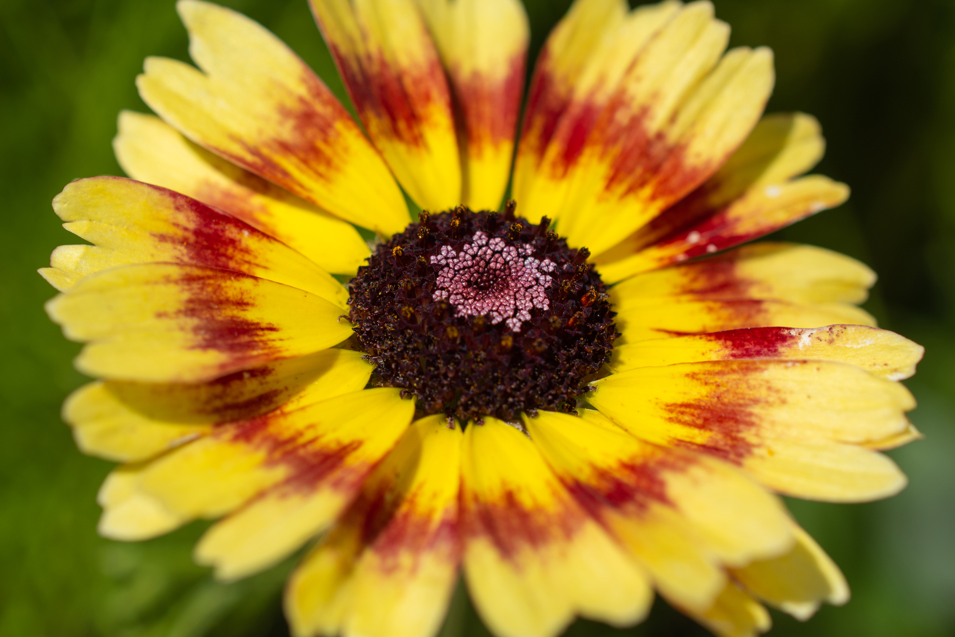 BunteWucherblume001 BunteWucherblume001