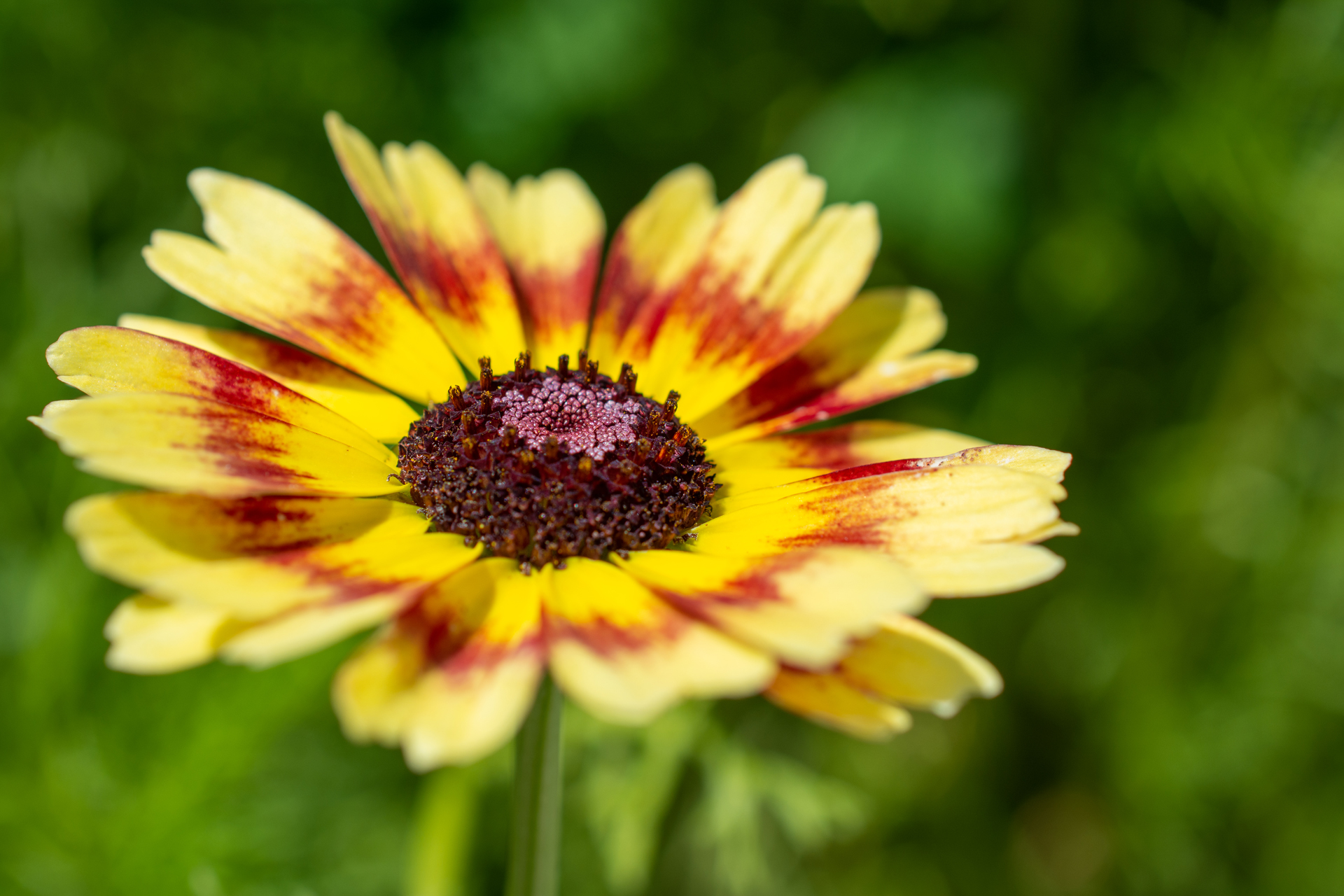 BunteWucherblume004 BunteWucherblume004