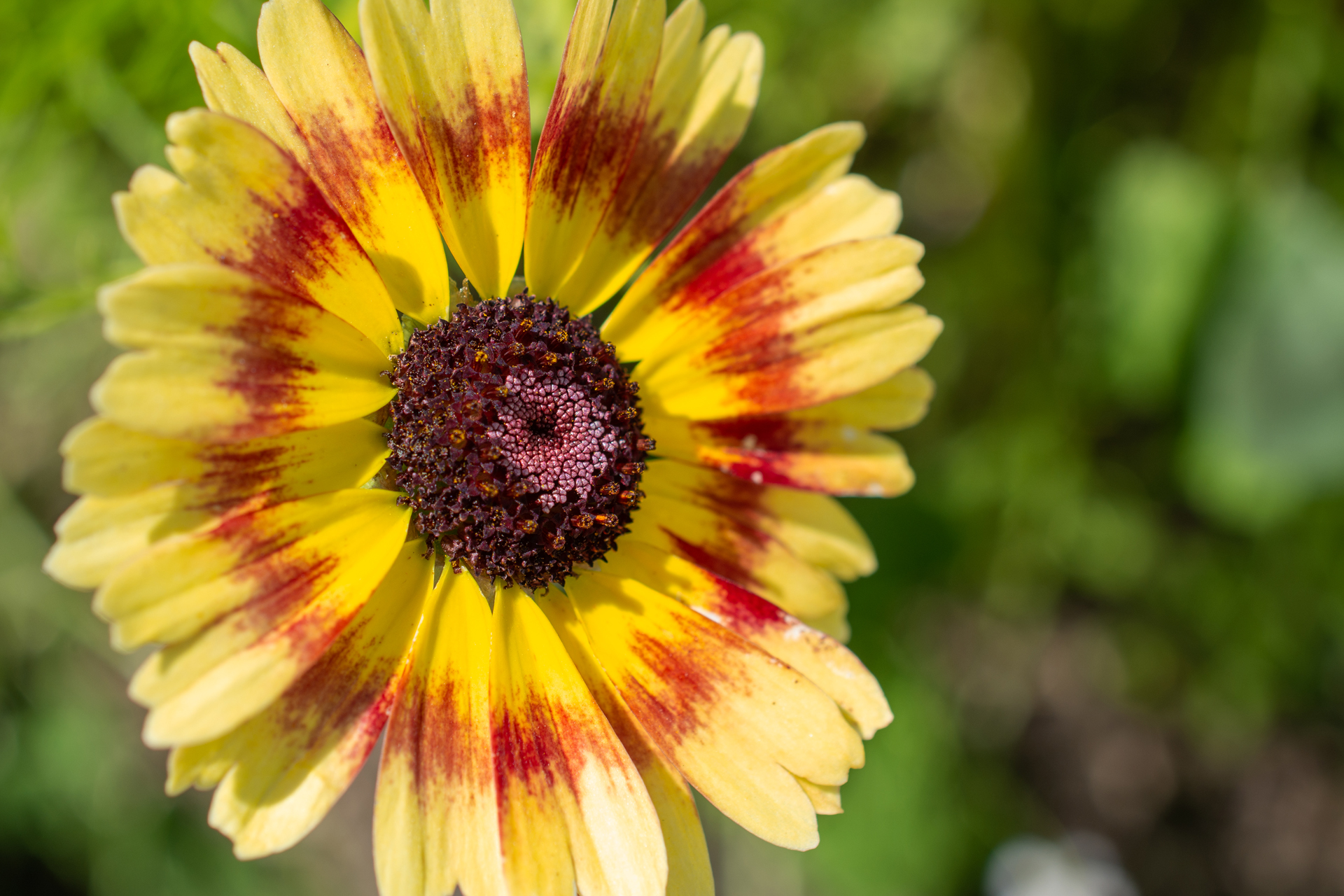 BunteWucherblume007 BunteWucherblume007