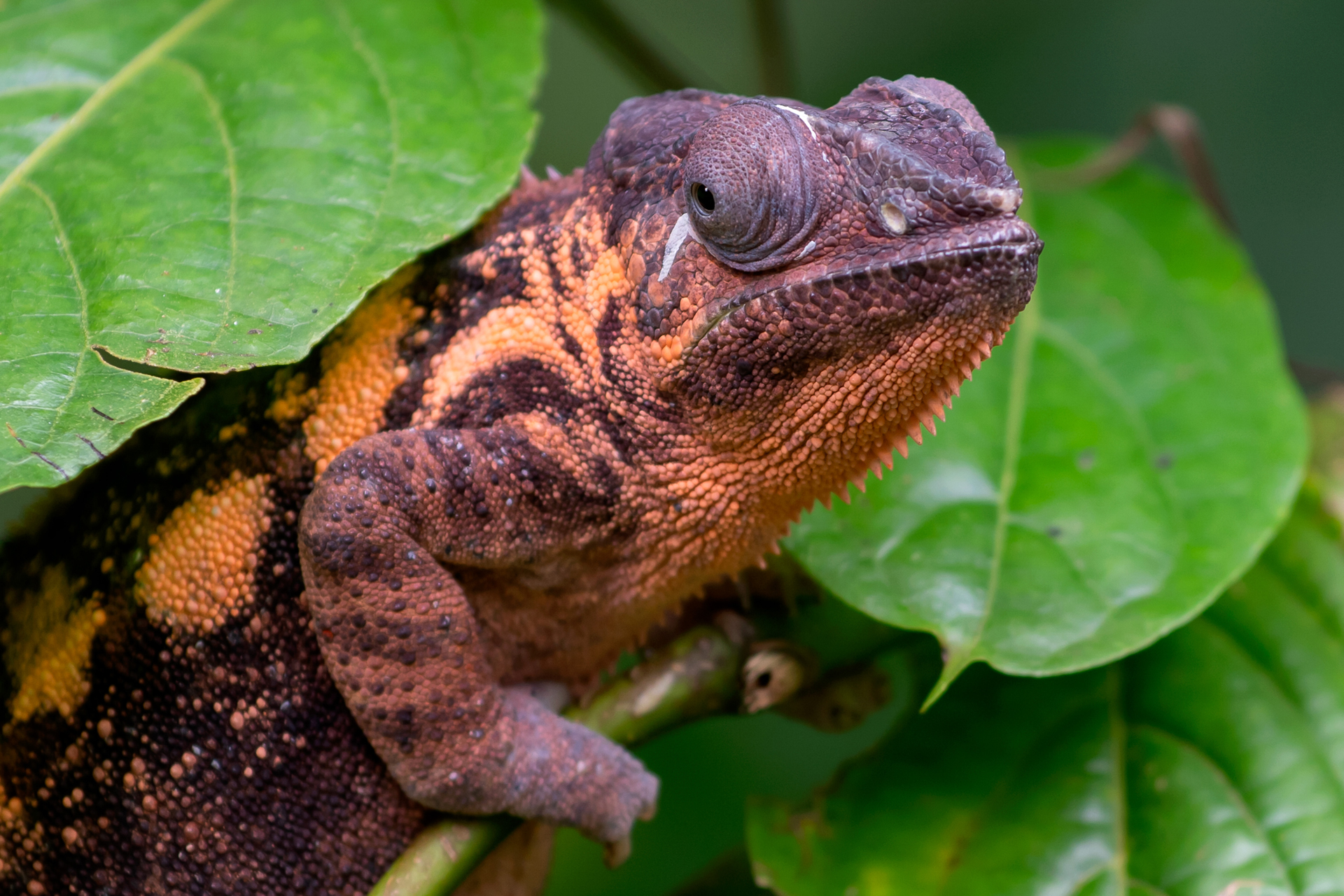 Chamäleon021 Chamäleon021