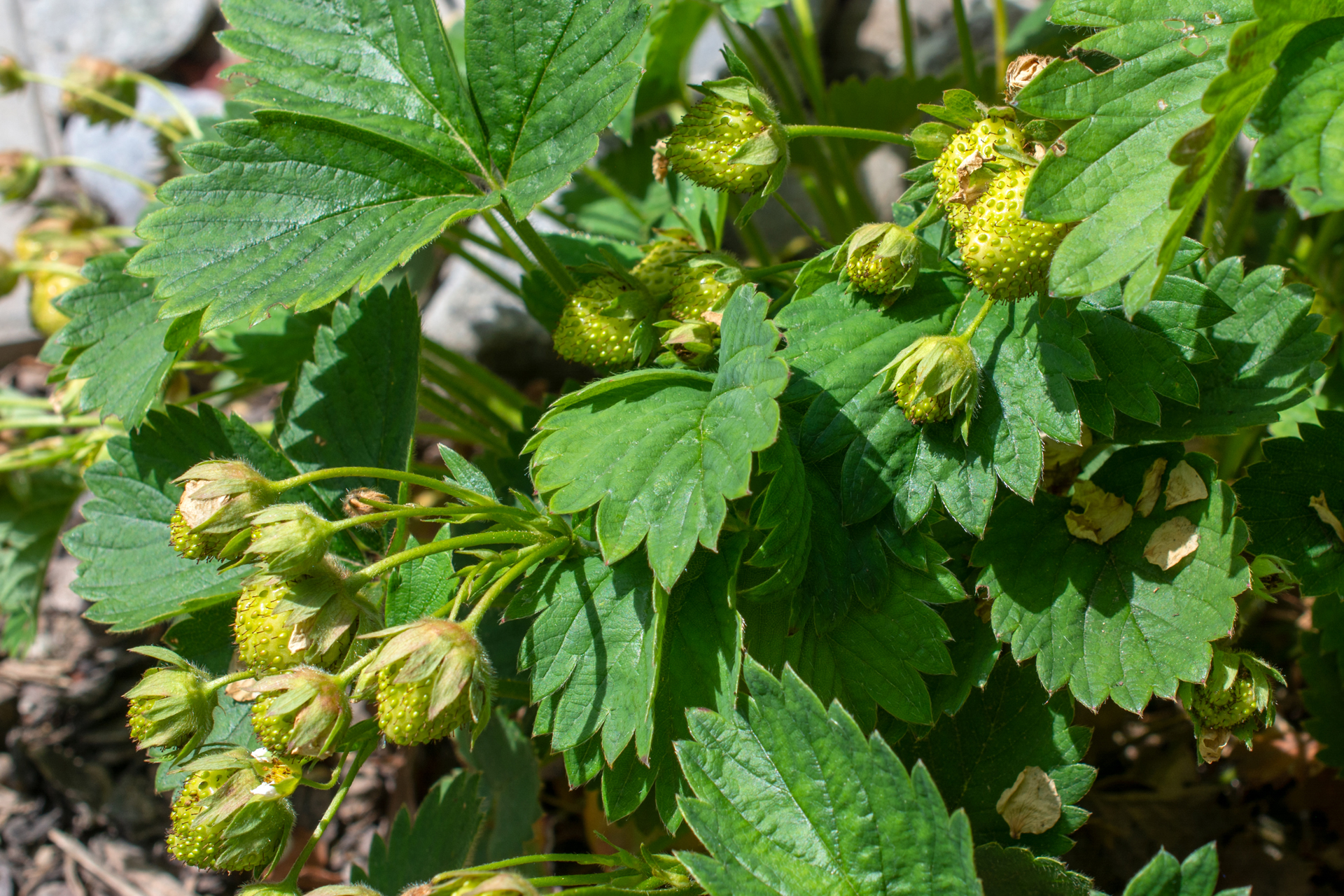 Erdbeeren007 Erdbeeren007