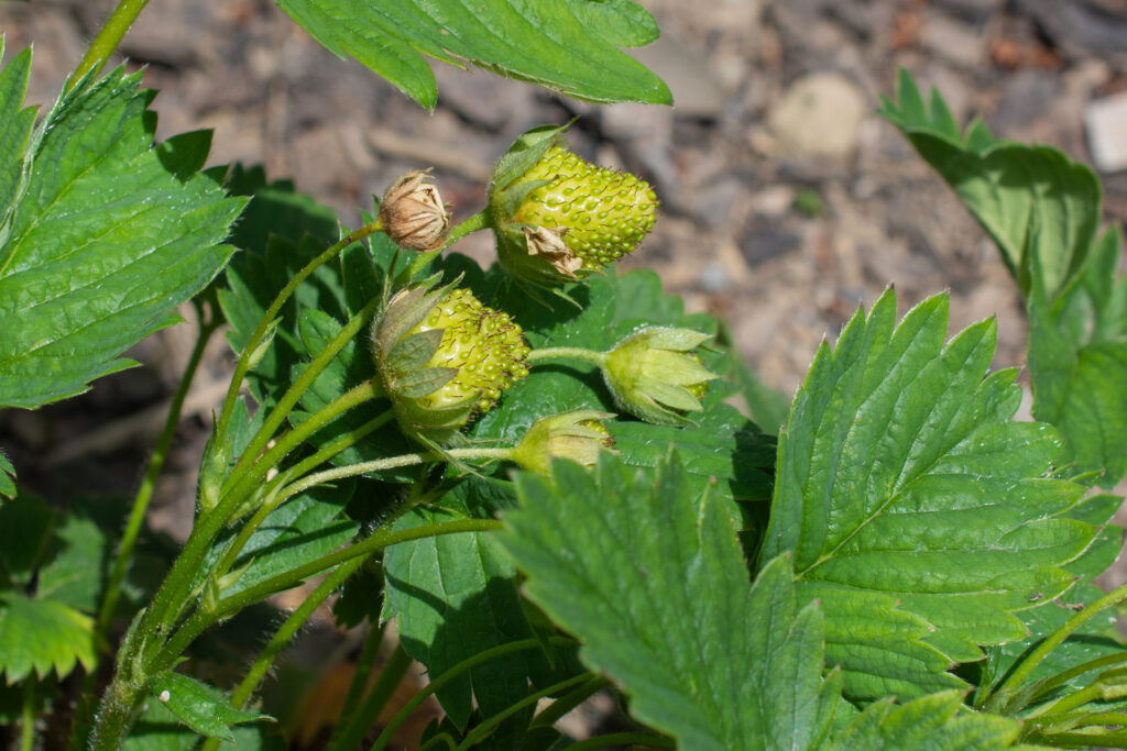 Erdbeeren008
