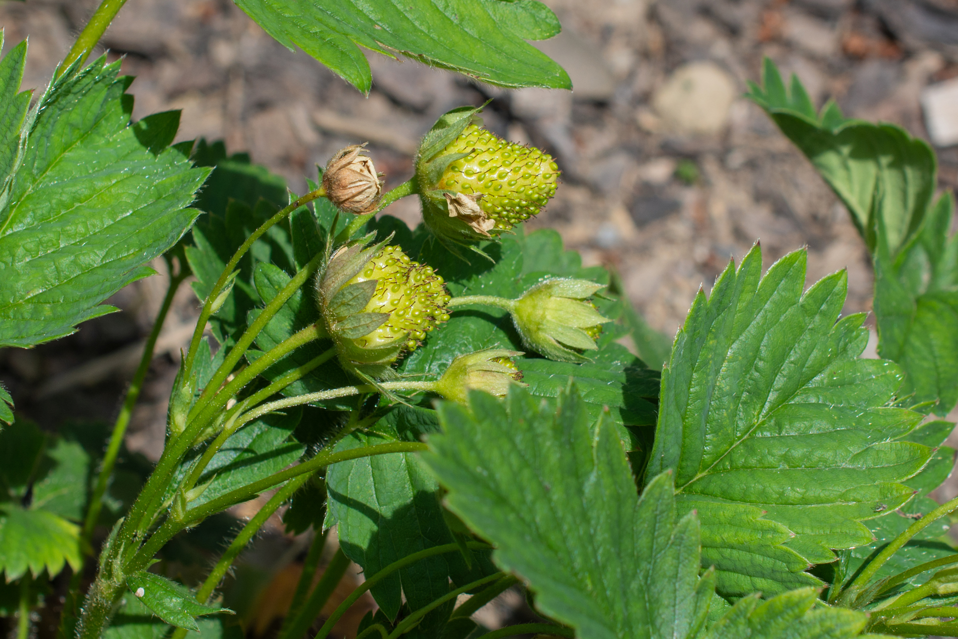 Erdbeeren008 Erdbeeren008