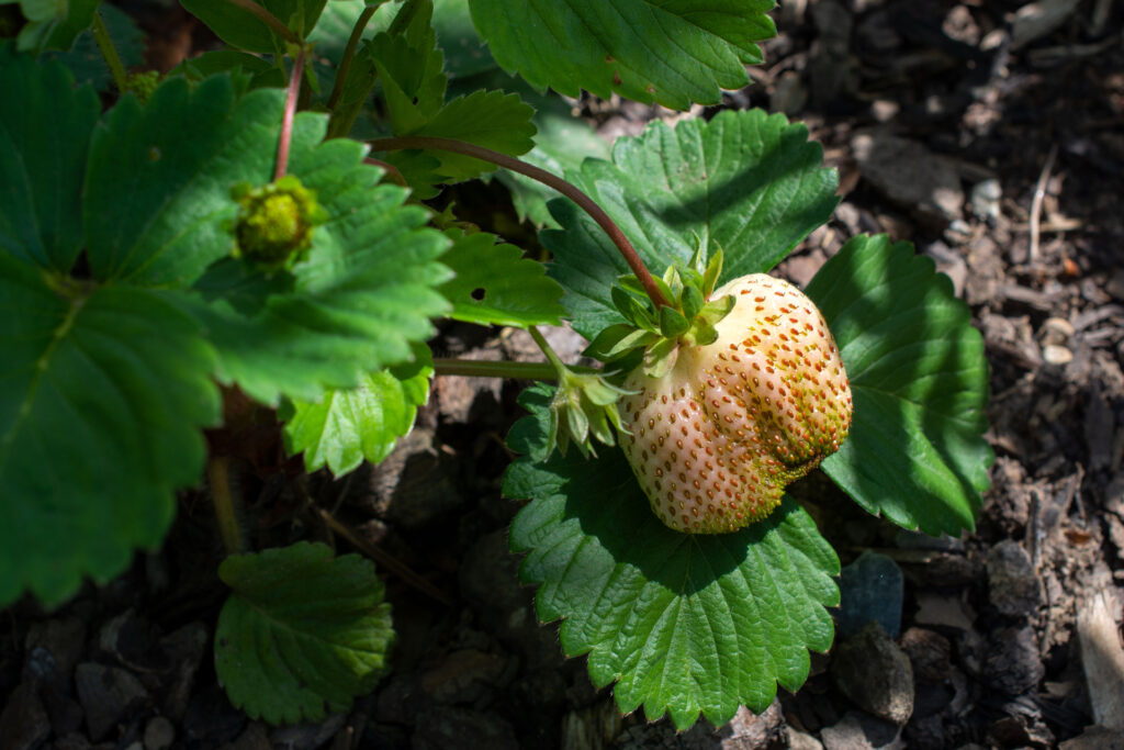 Erdbeeren009