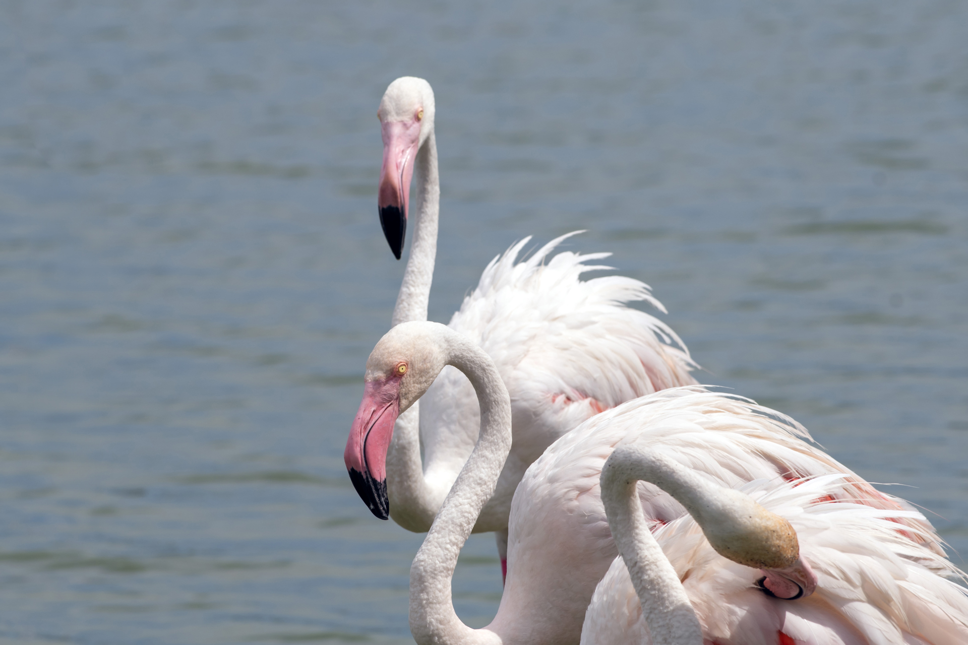 Flaminco005 Flaminco005