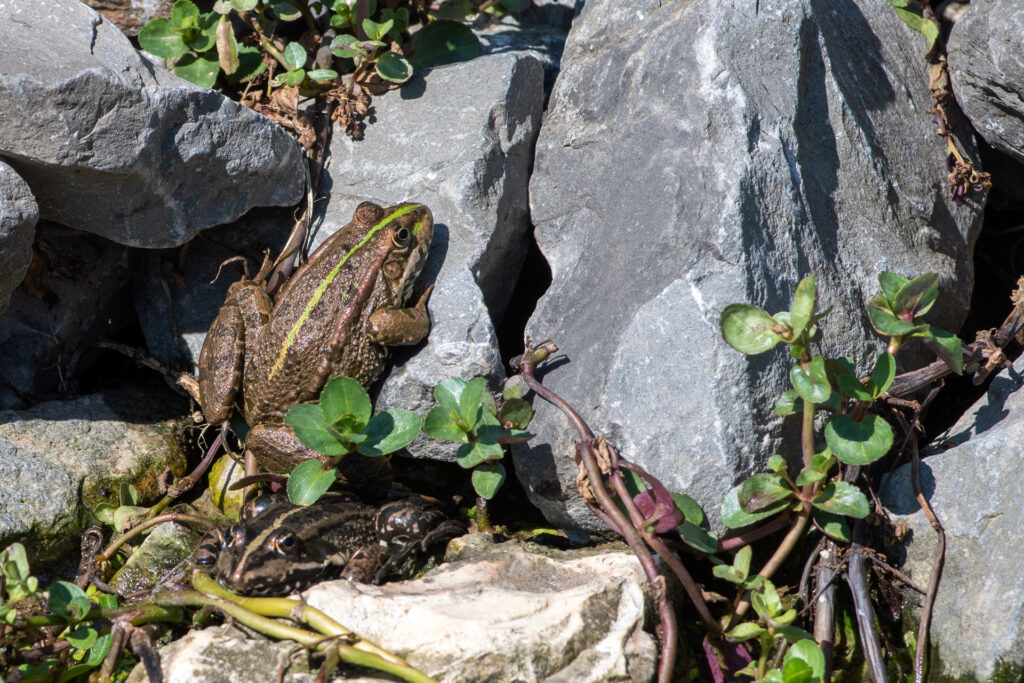 Frosch045