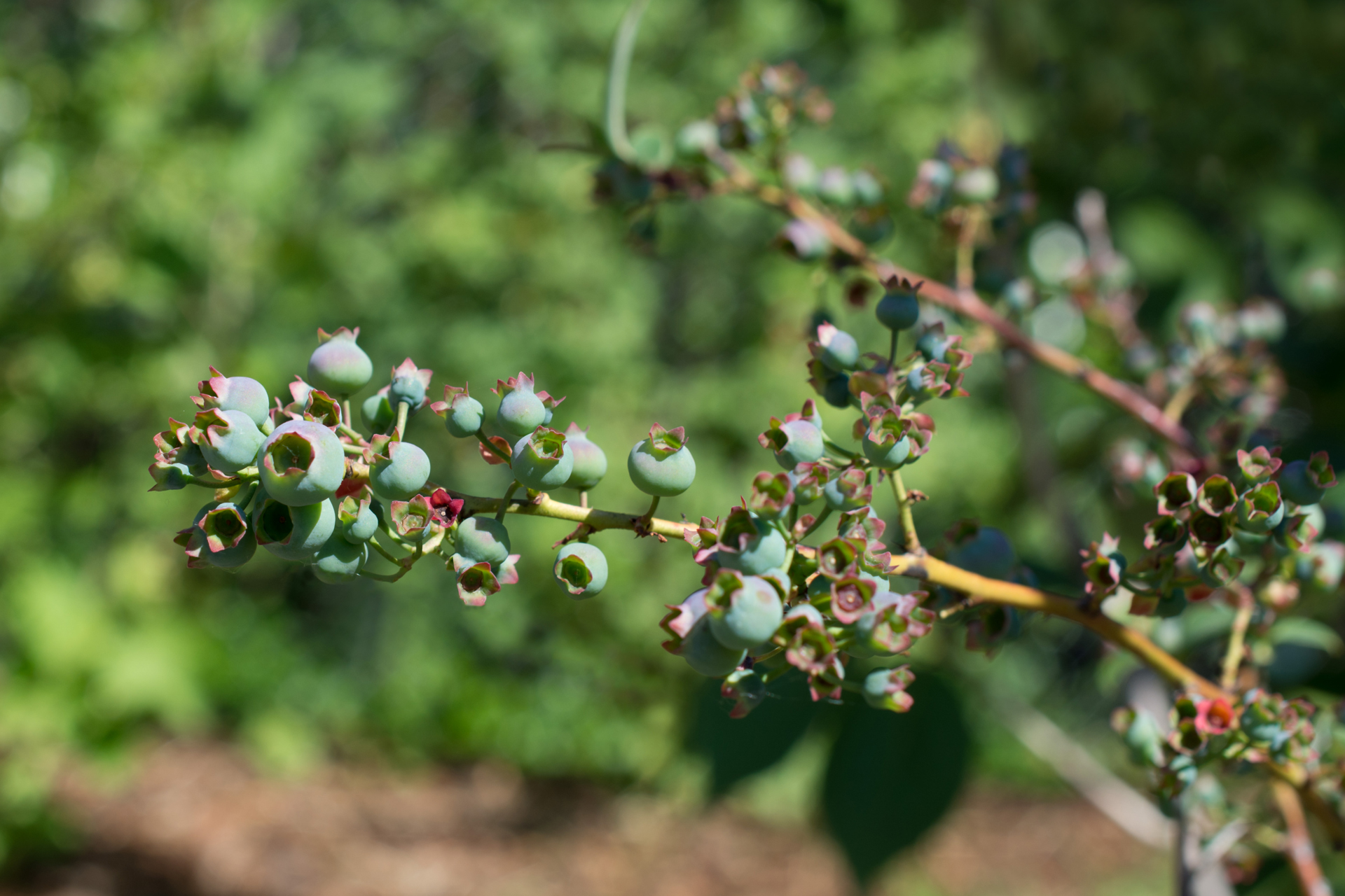 Heidelbeeren004 Heidelbeeren004