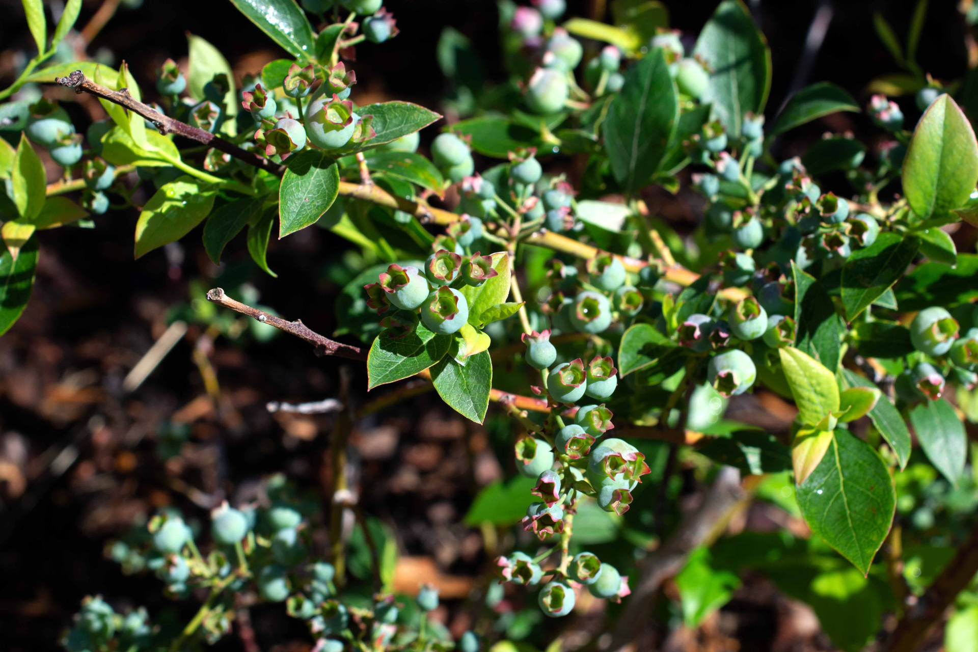 Heidelbeeren005 Heidelbeeren005