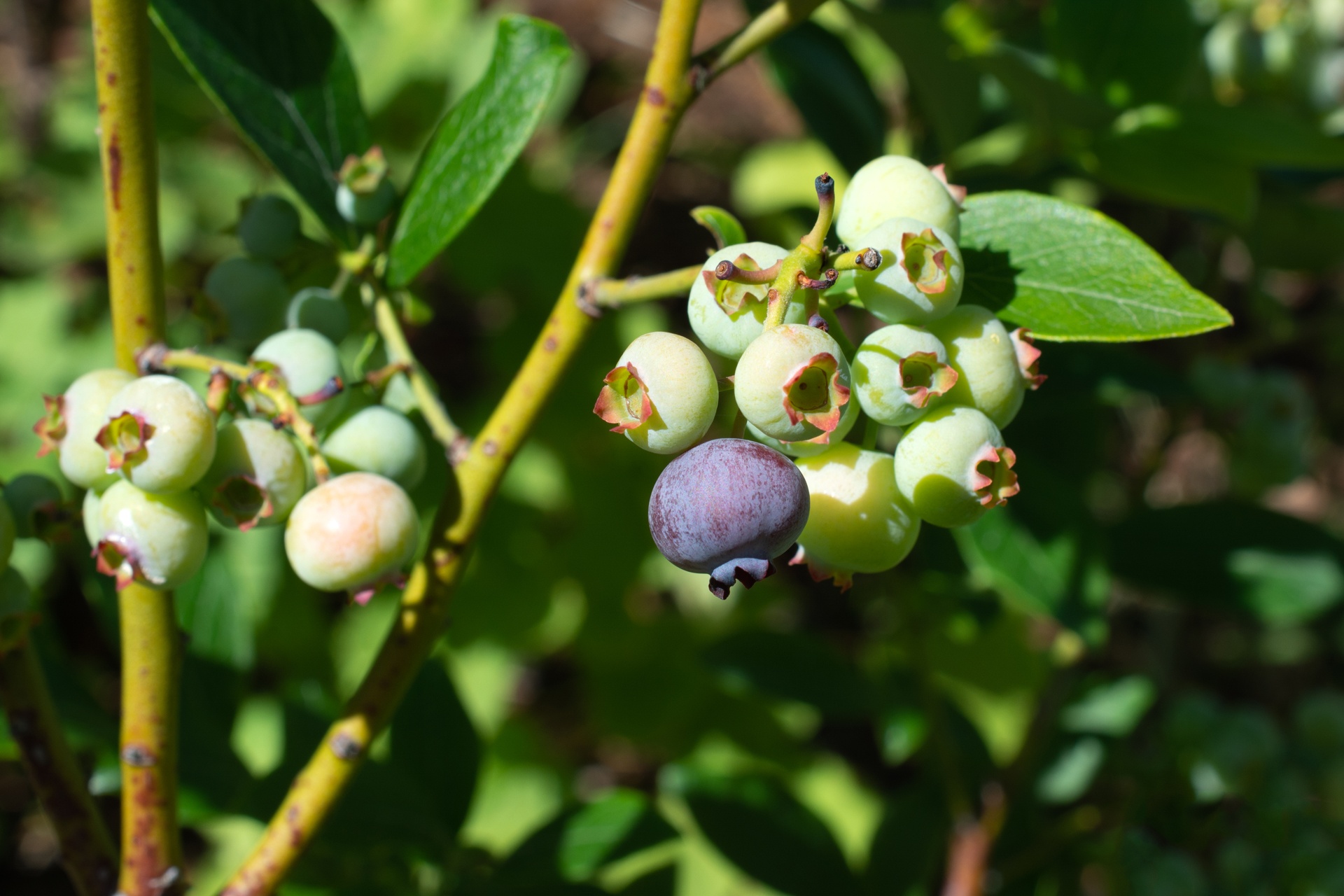 Heidelbeeren006 Heidelbeeren006