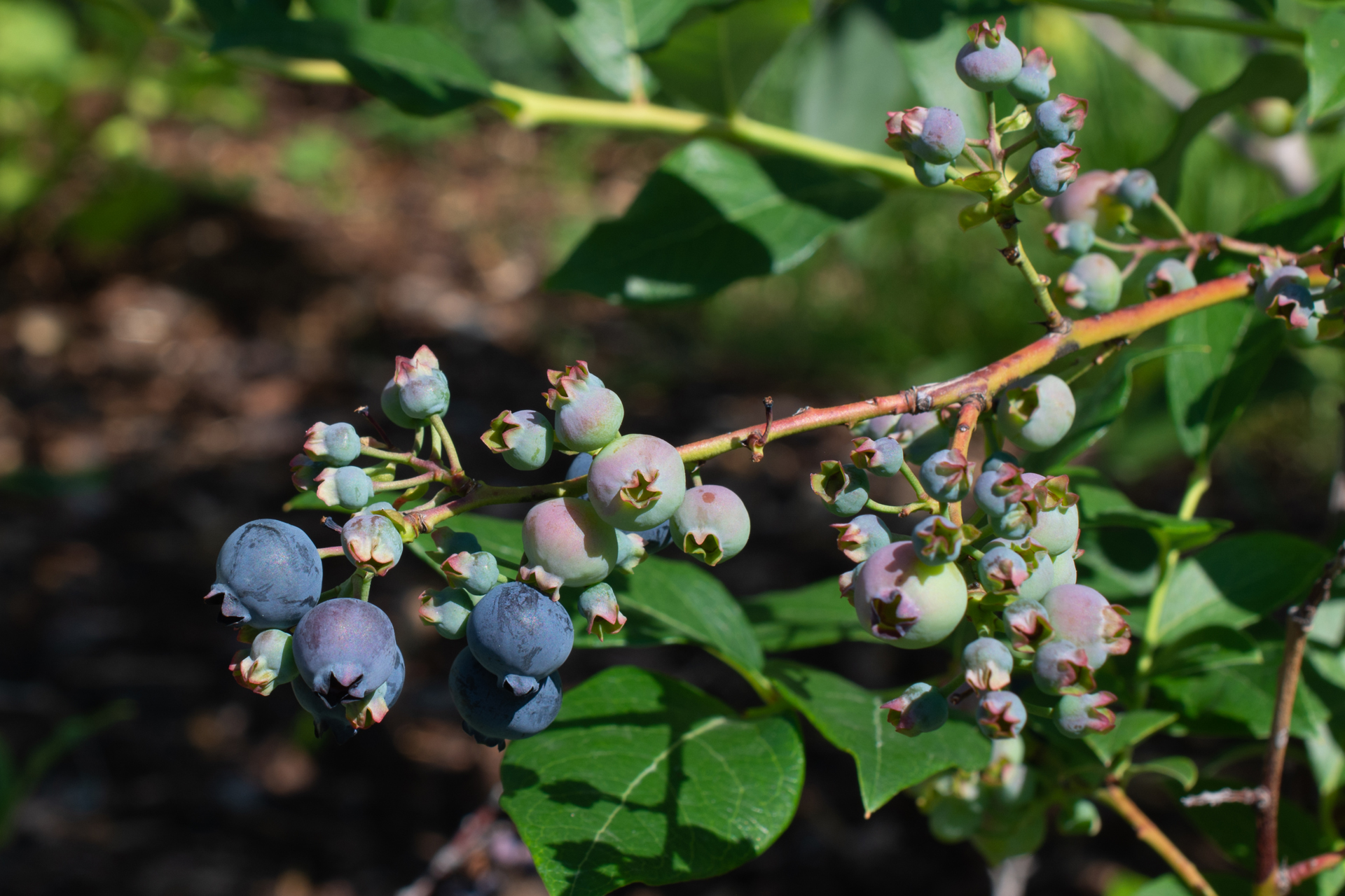 Heidelbeeren009 Heidelbeeren009