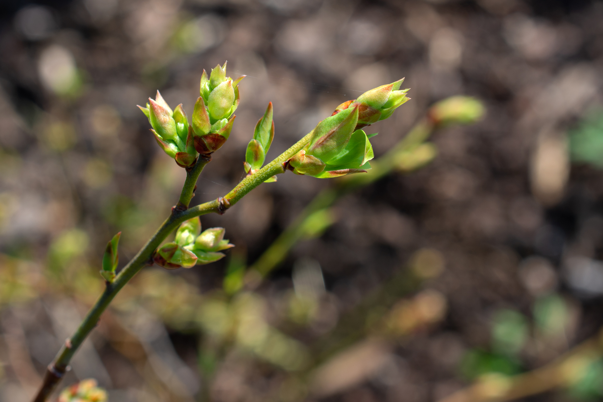 Heidelbeeren010 Heidelbeeren010