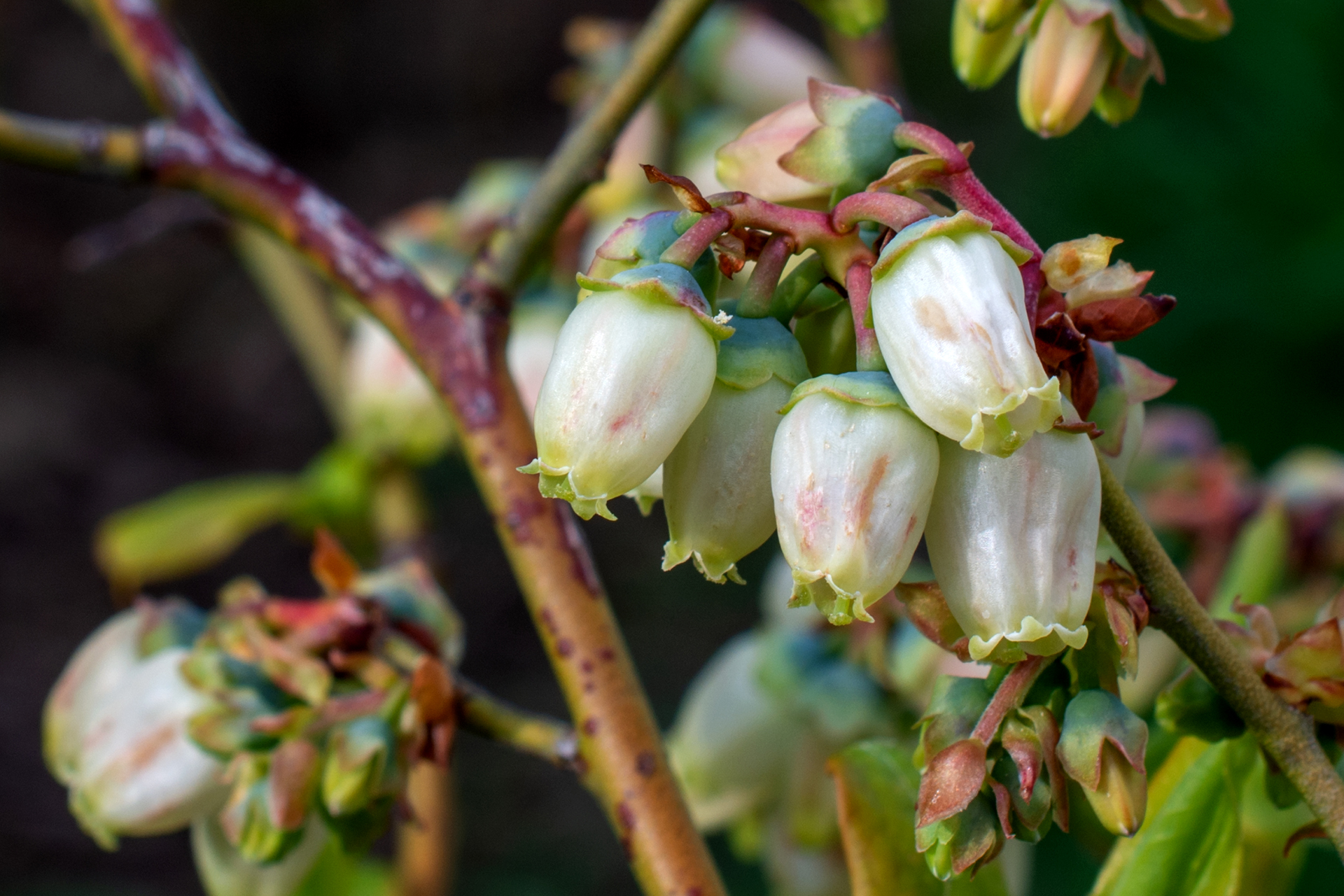 Heidelbeeren014 Heidelbeeren014