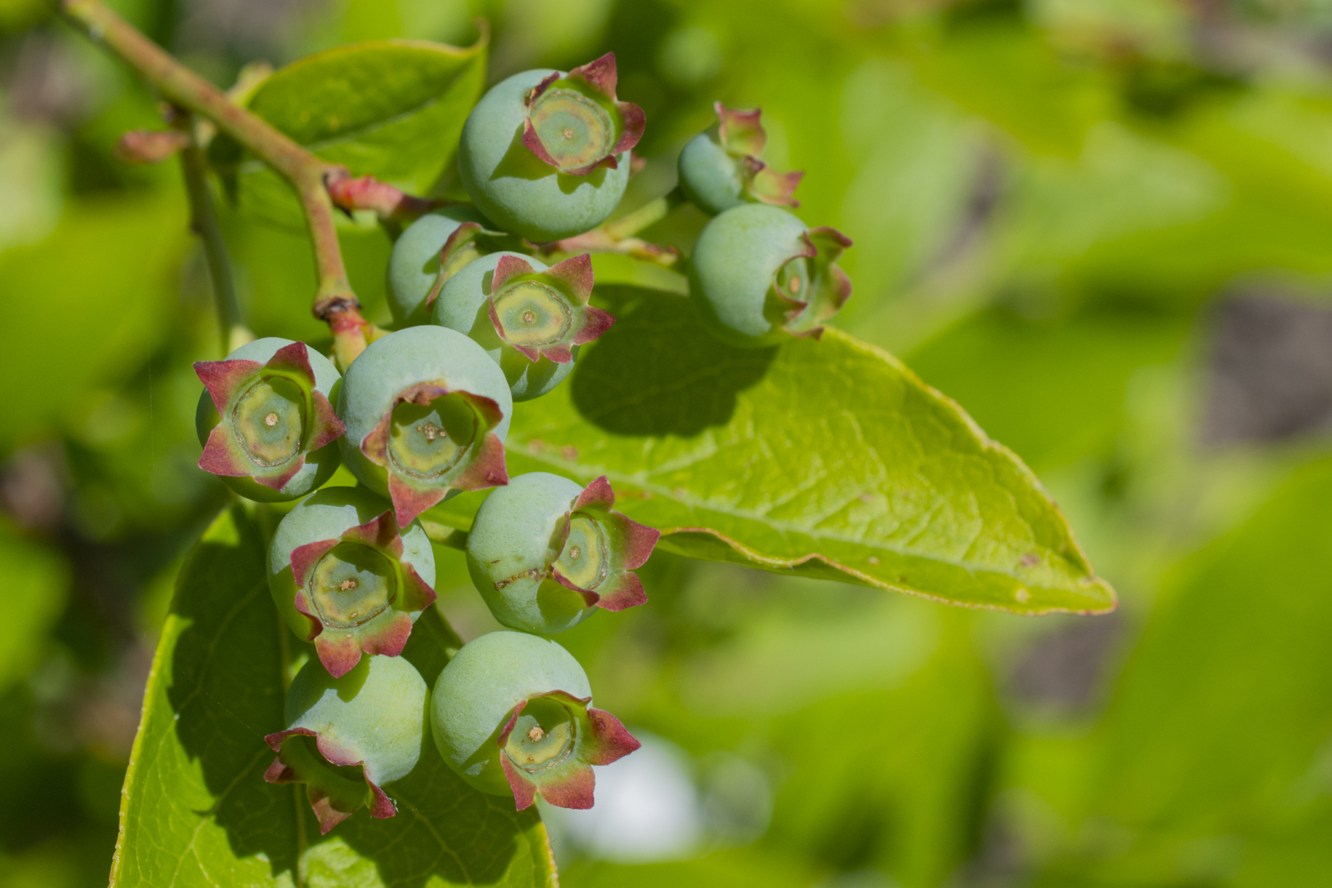 Heidelbeeren015 Heidelbeeren015