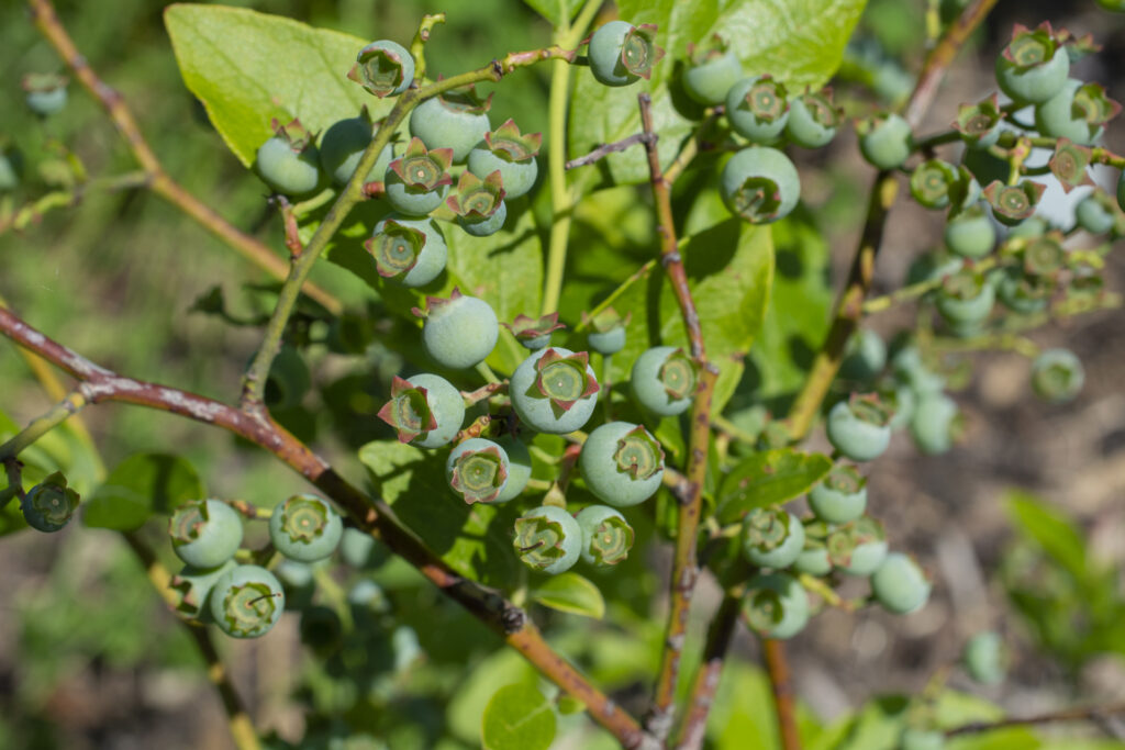 Heidelbeeren016