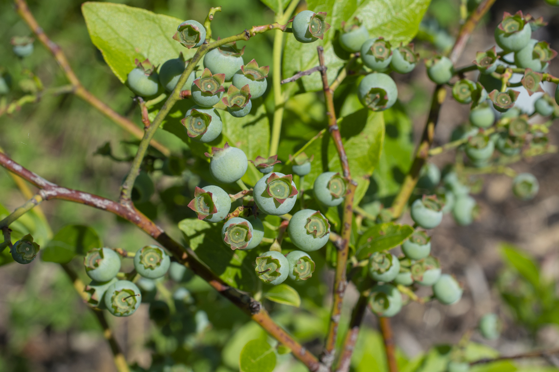 Heidelbeeren016 Heidelbeeren016