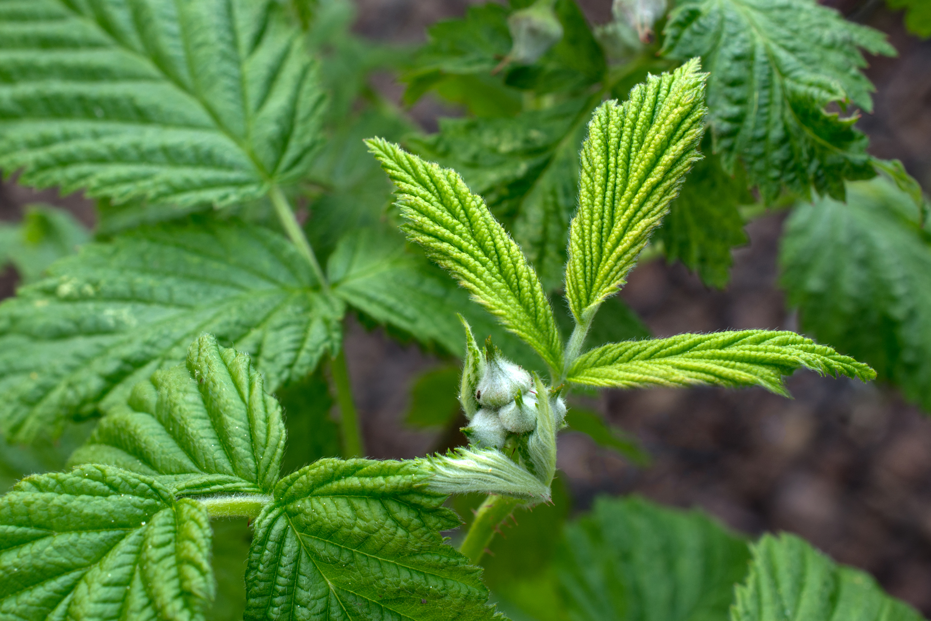 Himmbeerblüte001 Himmbeerblüte001