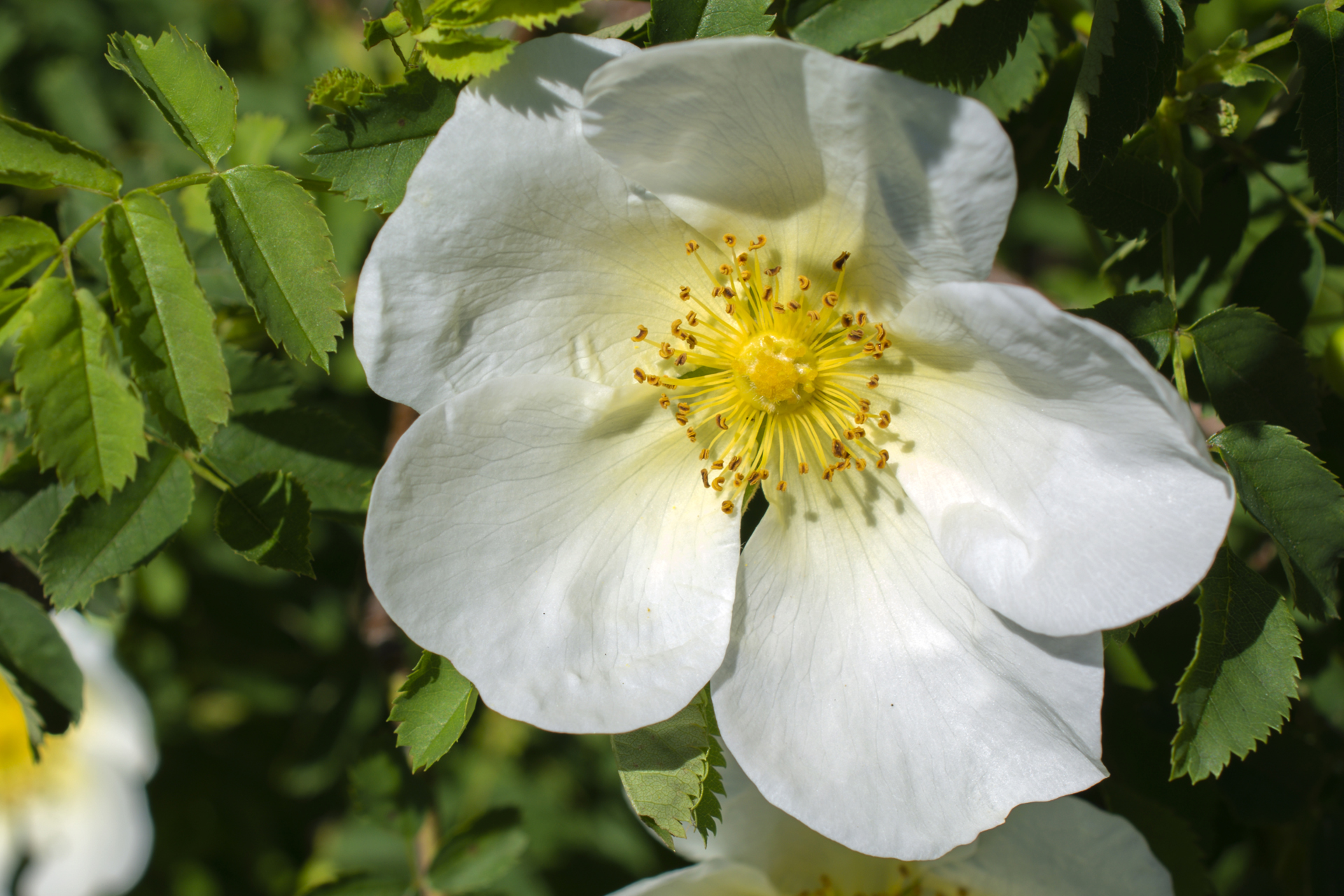 Hundsrose002 Hundsrose002