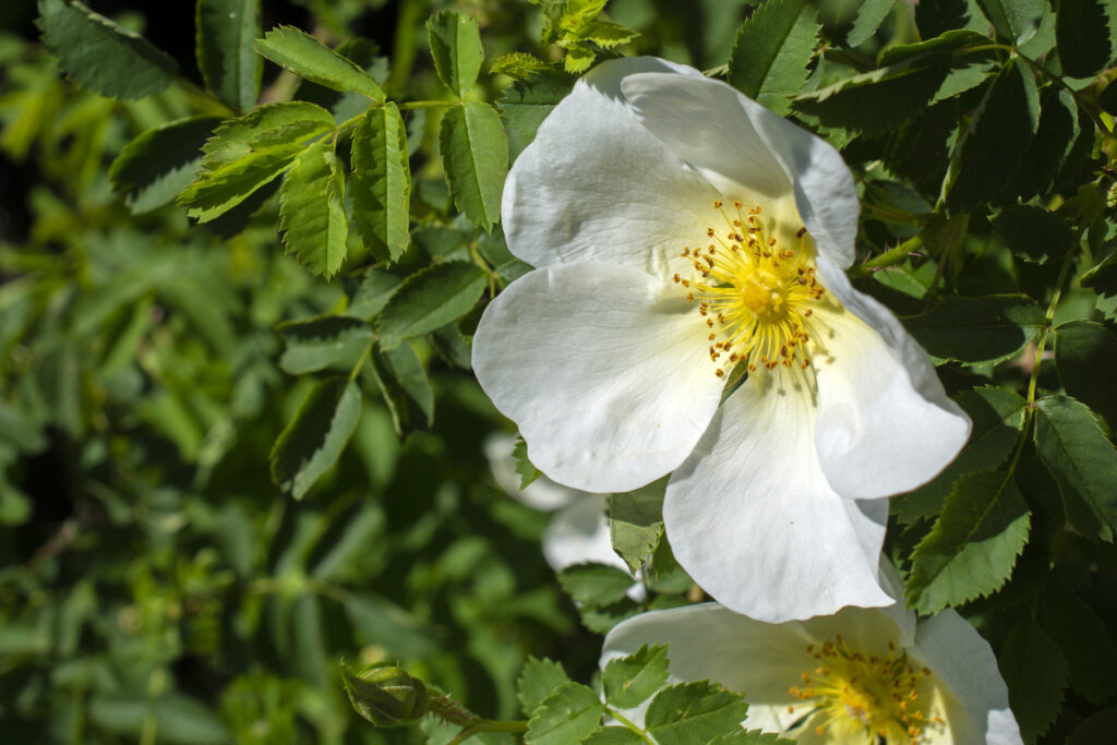 Hundsrose003