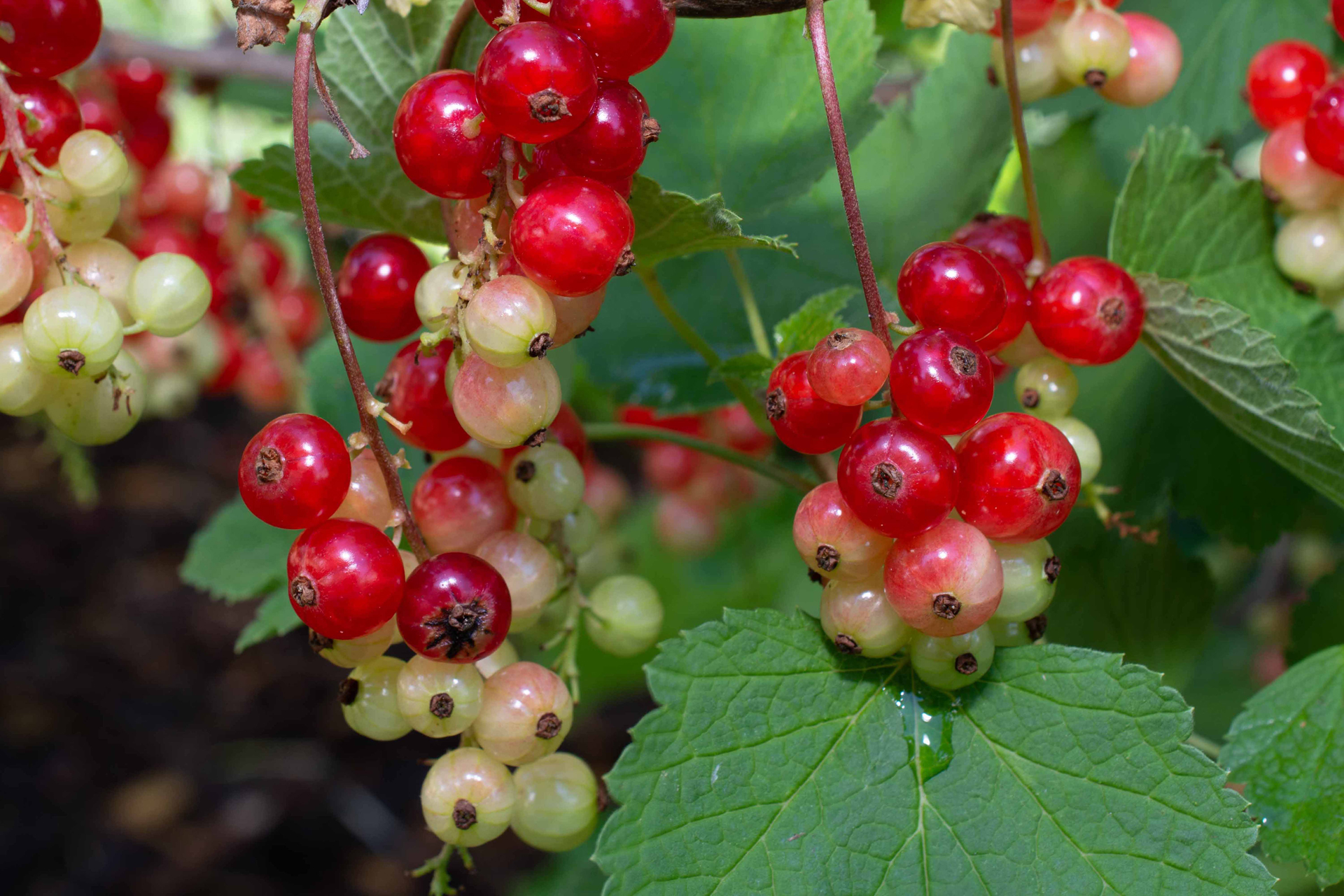 Johannesbeeren004 Johannesbeeren004