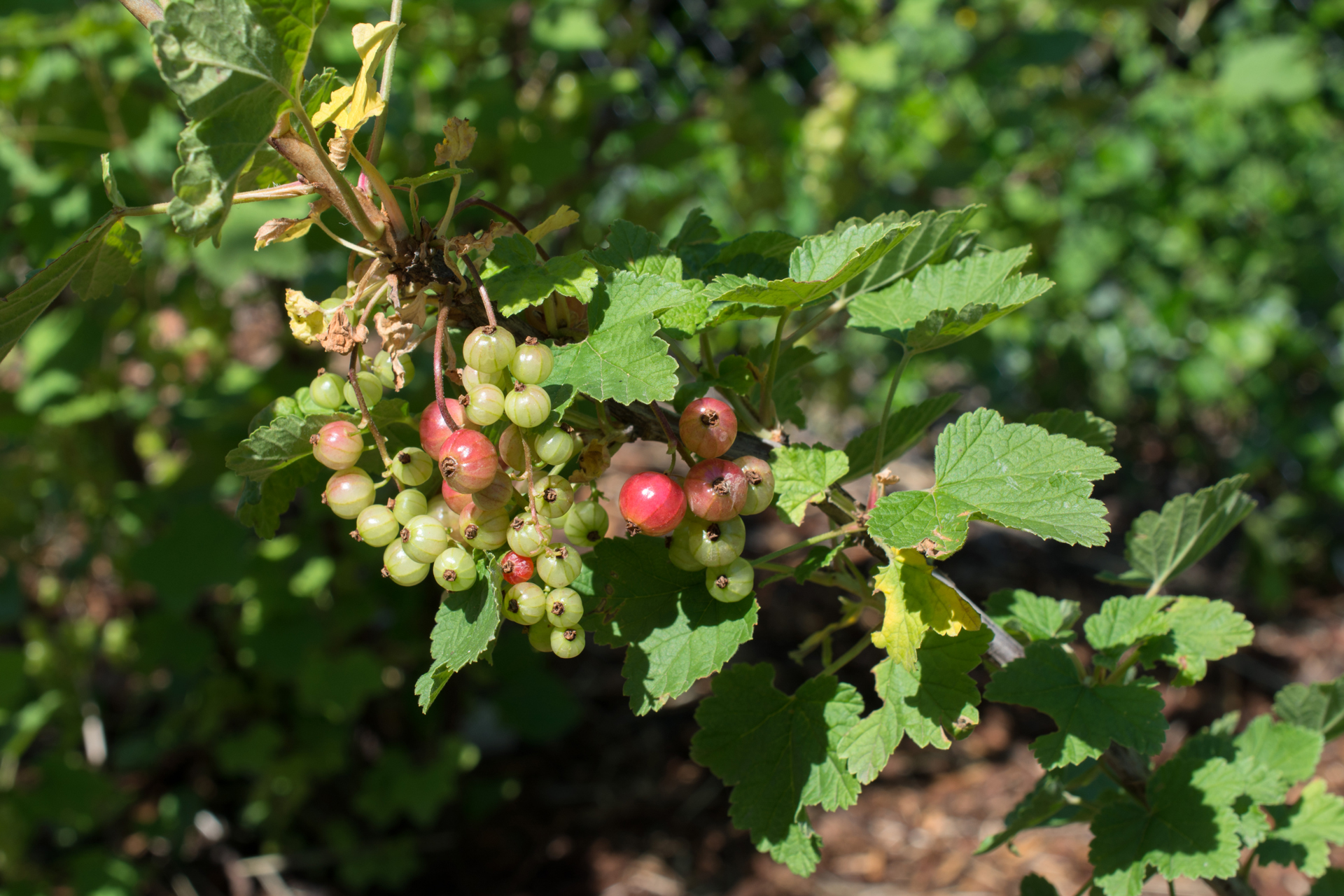 Johannisbeeren003 Johannisbeeren003
