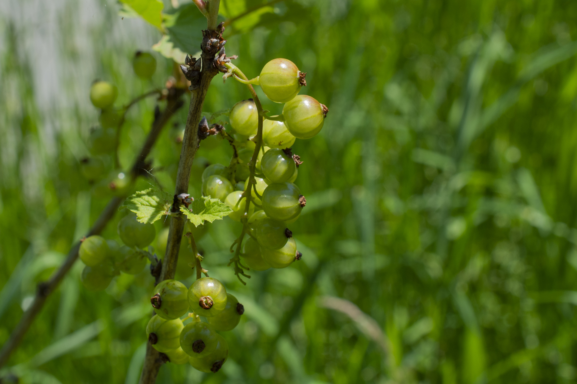 Johannisbeeren006 Johannisbeeren006