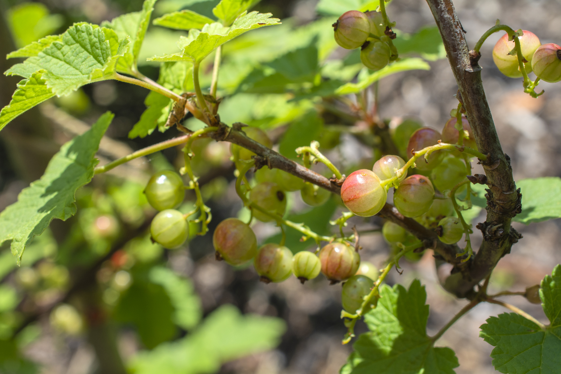 Johannisbeeren007 Johannisbeeren007