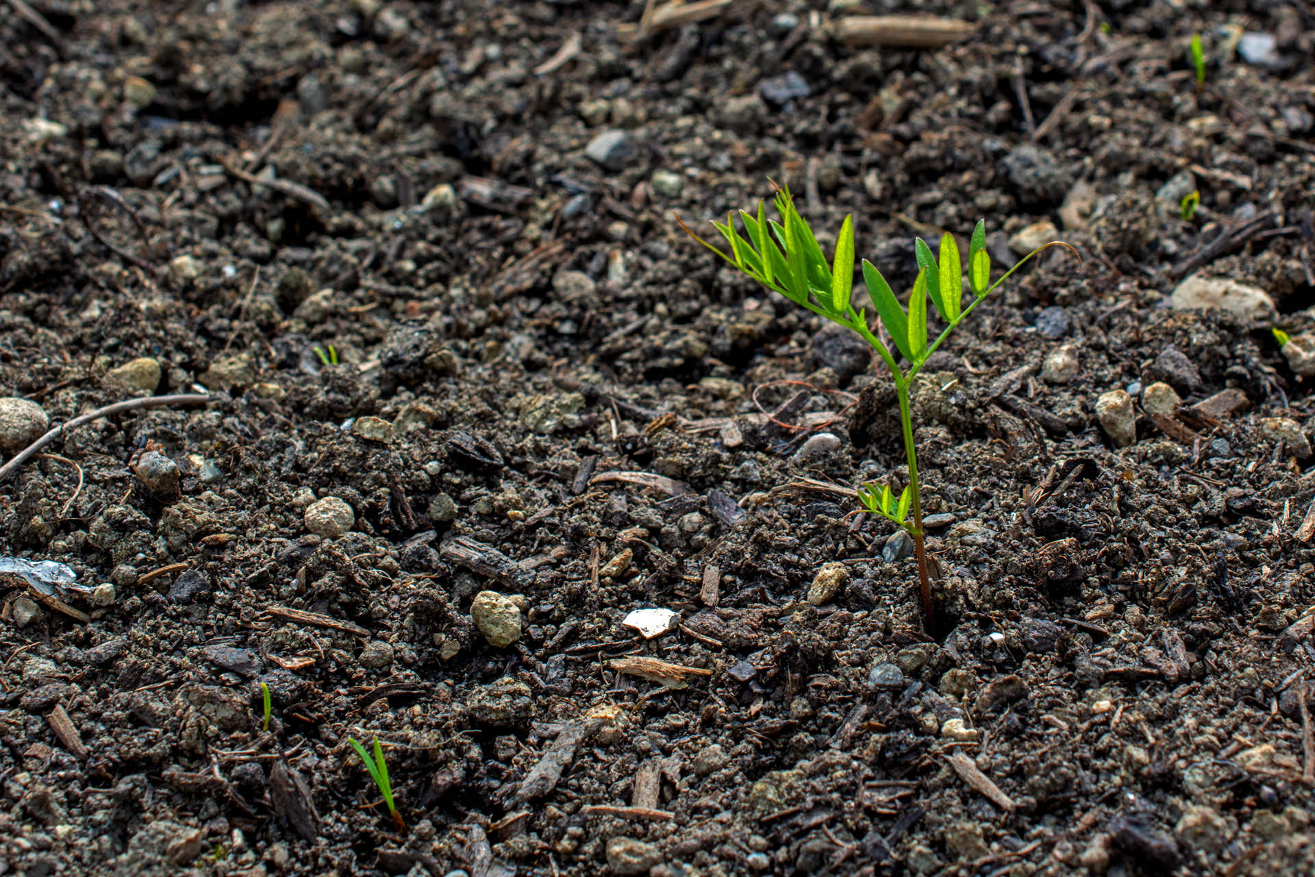 Karotten002 Karotten002