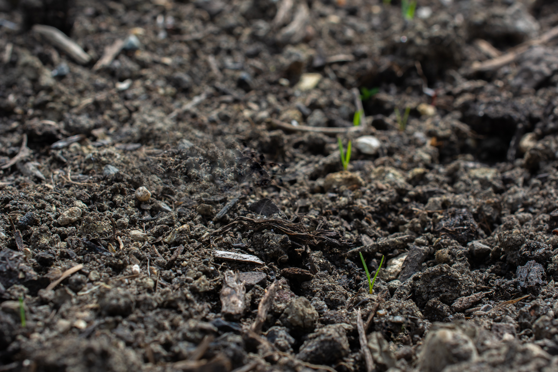 Karotten003 Karotten003