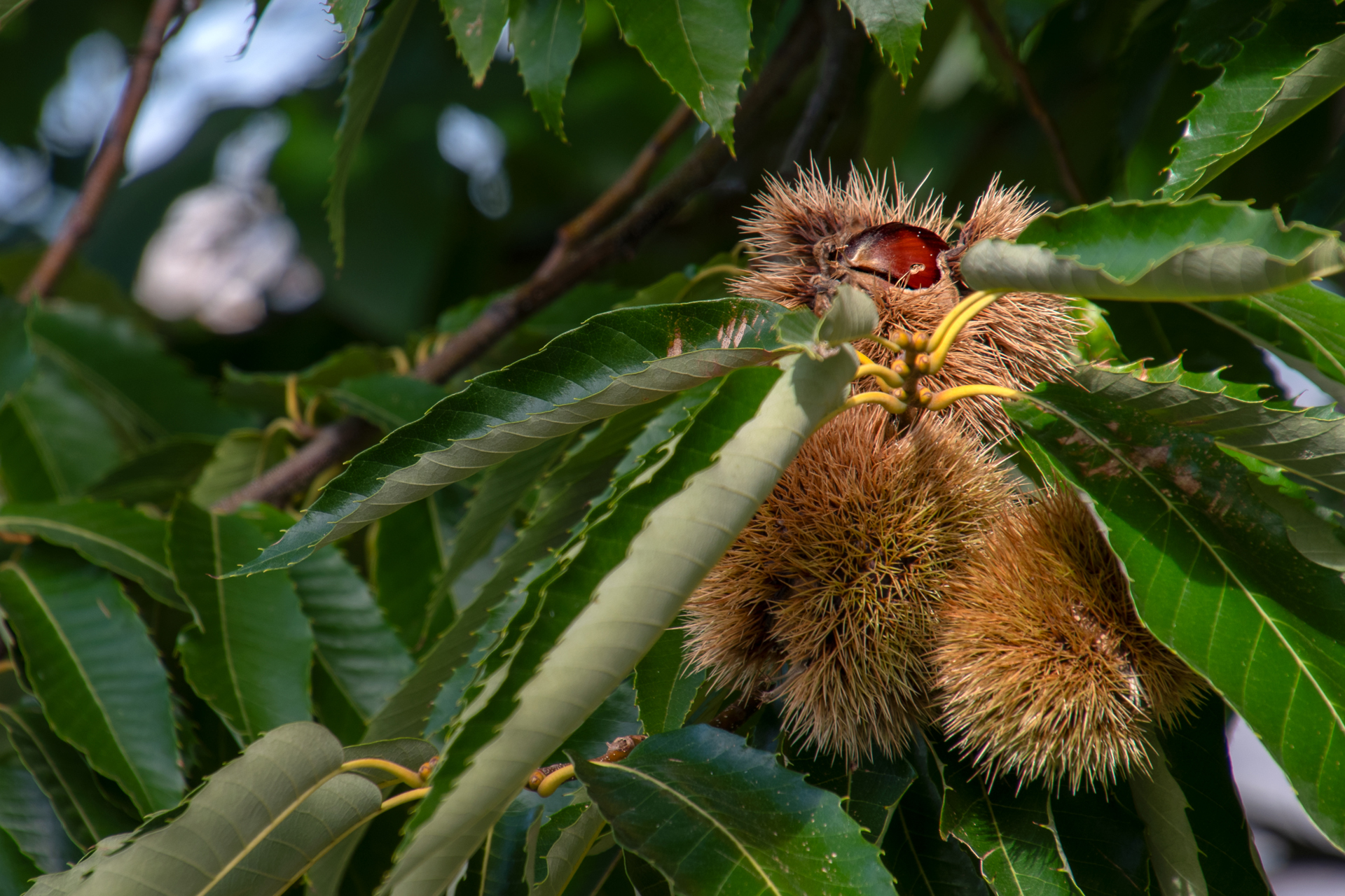 Kastanie004 Kastanie004