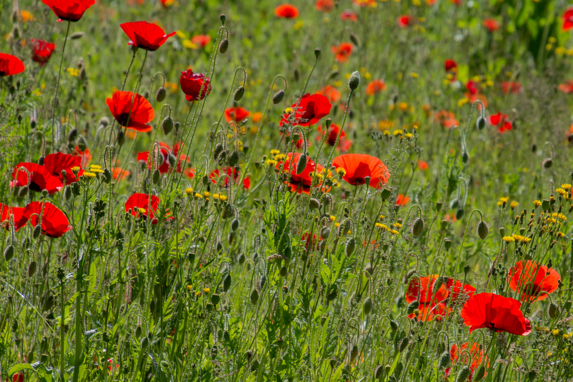Klatschmohn032 Klatschmohn032
