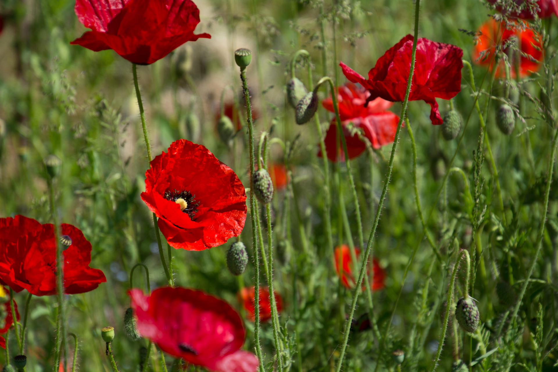 Klatschmohn037 Klatschmohn037