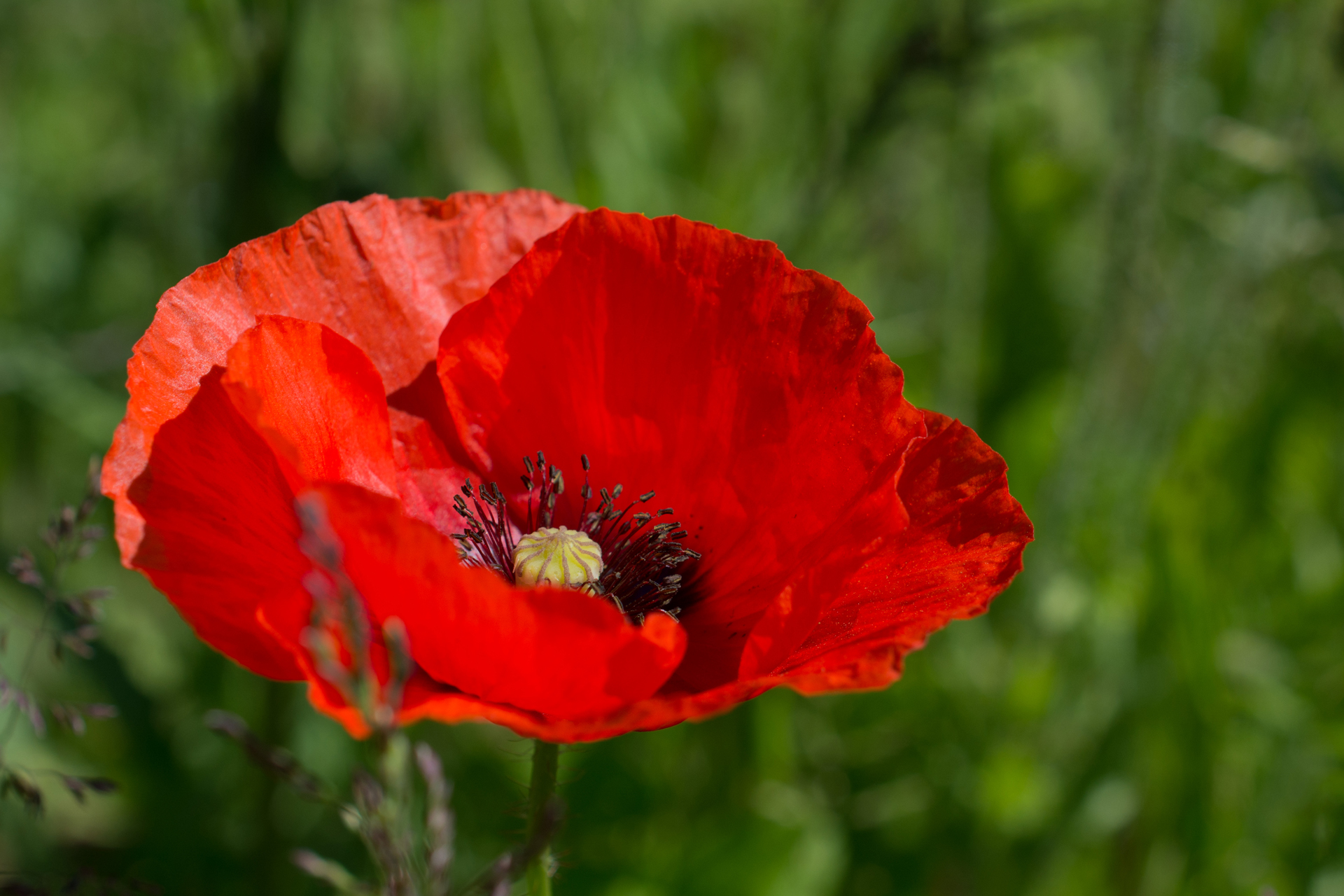 Klatschmohn040 Klatschmohn040